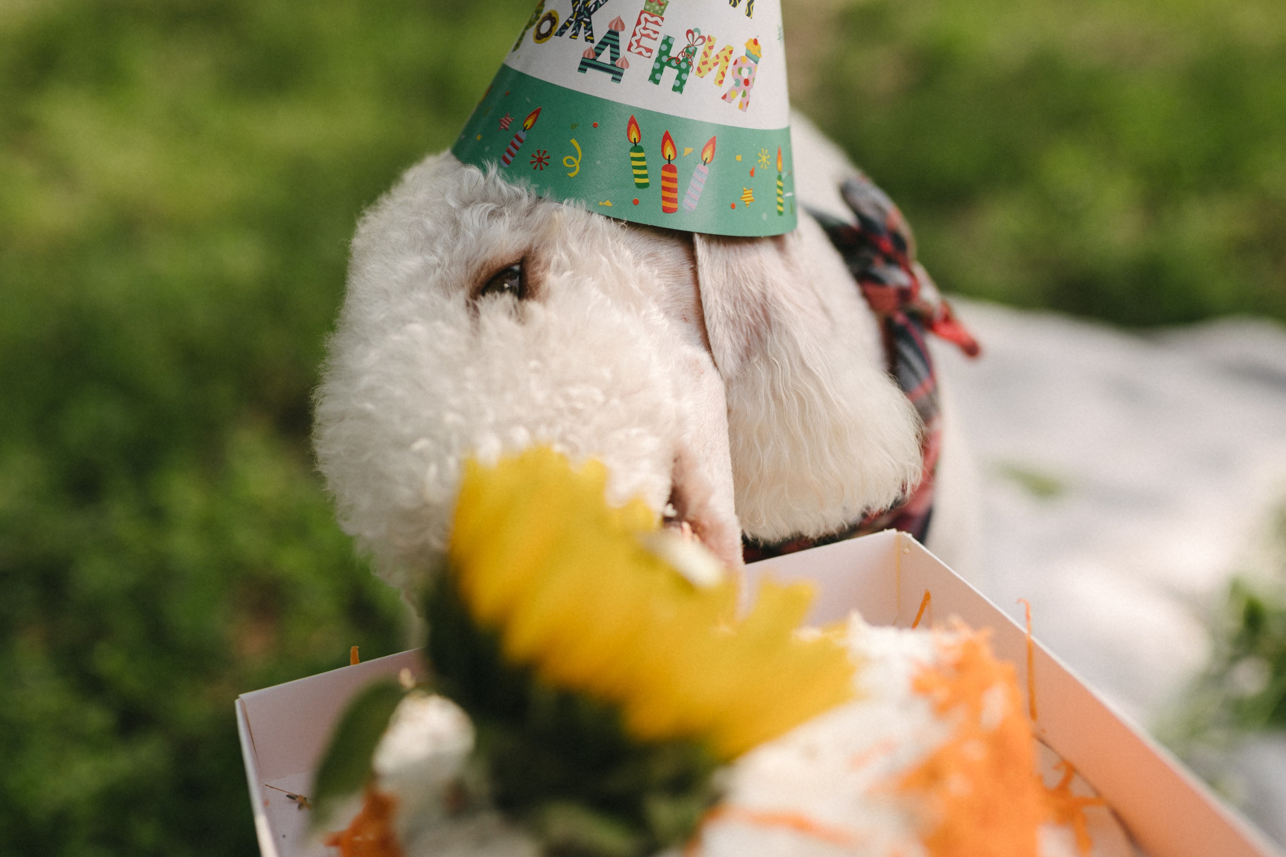 Лиза и Каспер. Фотограф анималист в Москве Ольга Агушева