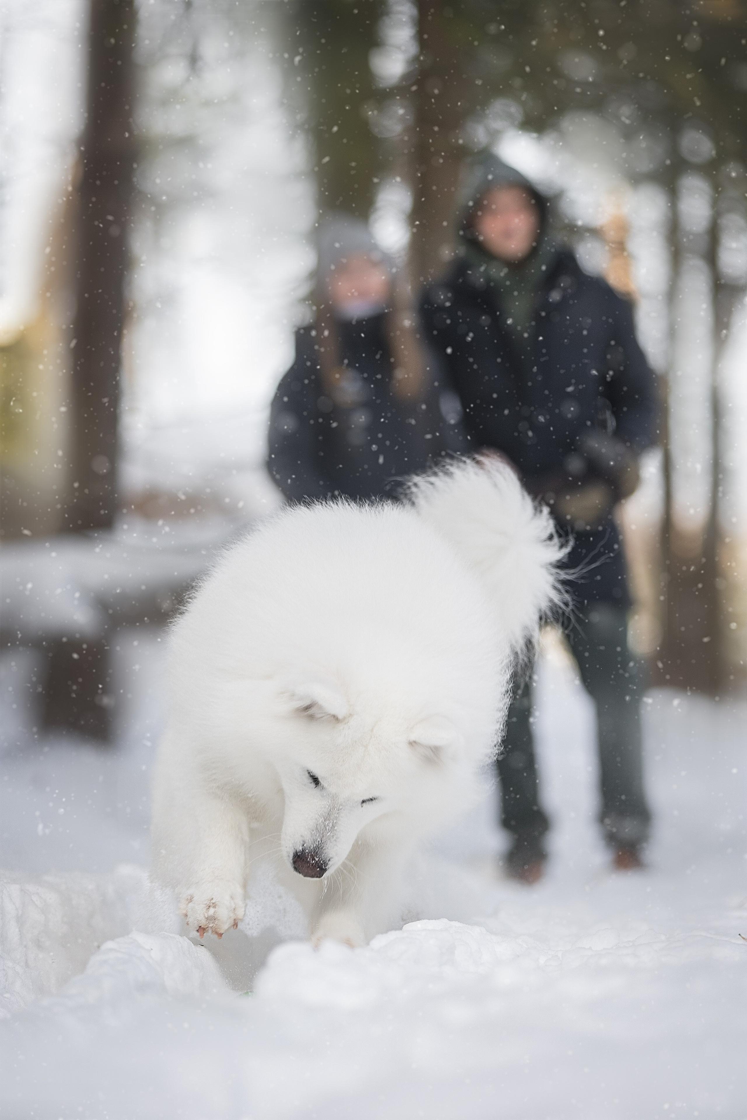 Дмитрий, Наталья и Панти. Фотограф анималист в Москве Майорова Евгения