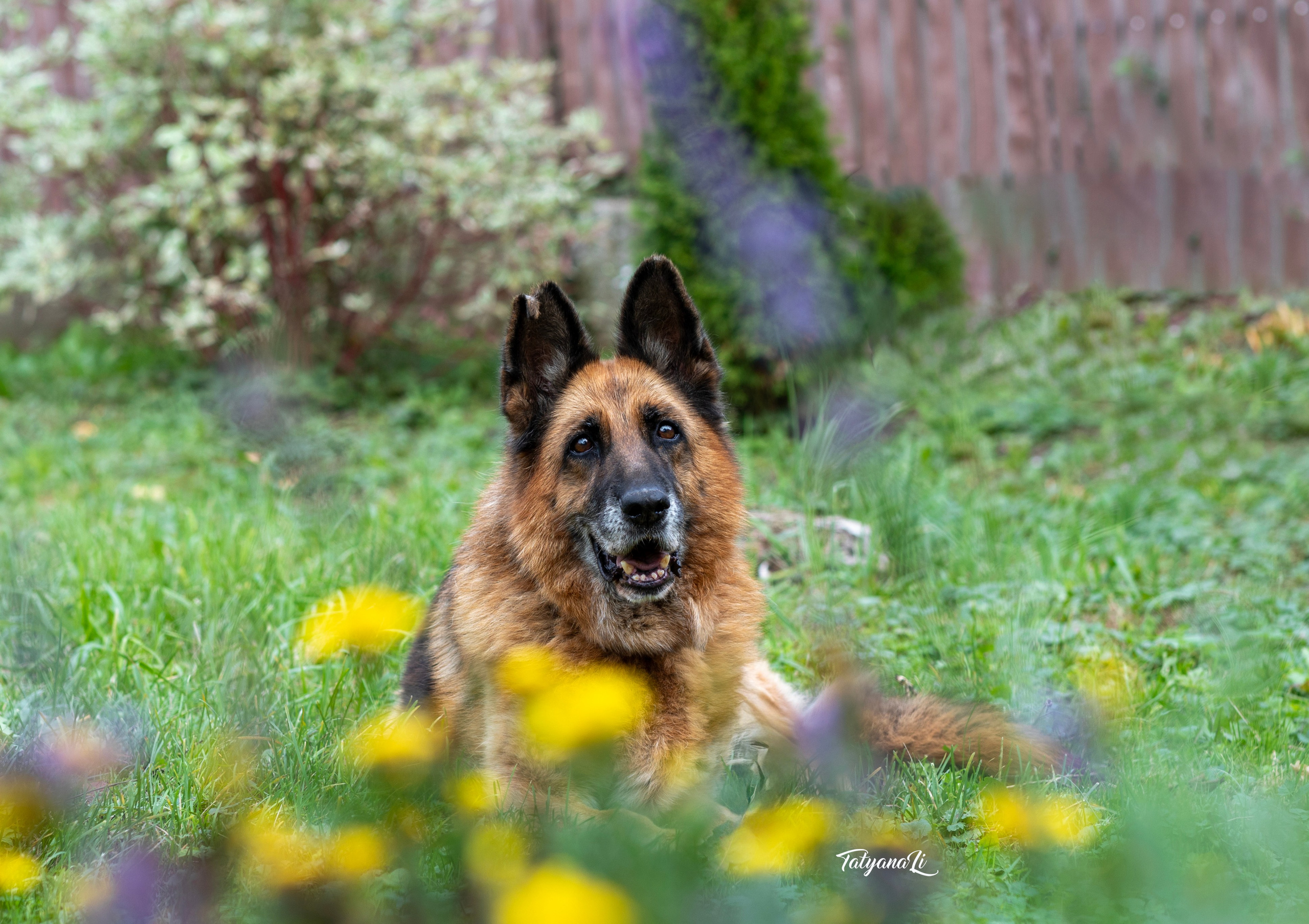 Овчарка. Фотограф — анималист Татьяна Ли
