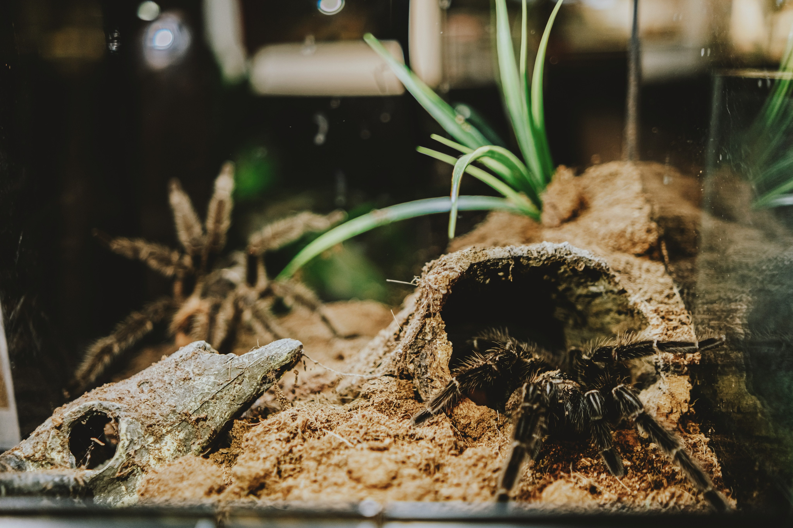 Дом Драконов. Nattie.ph