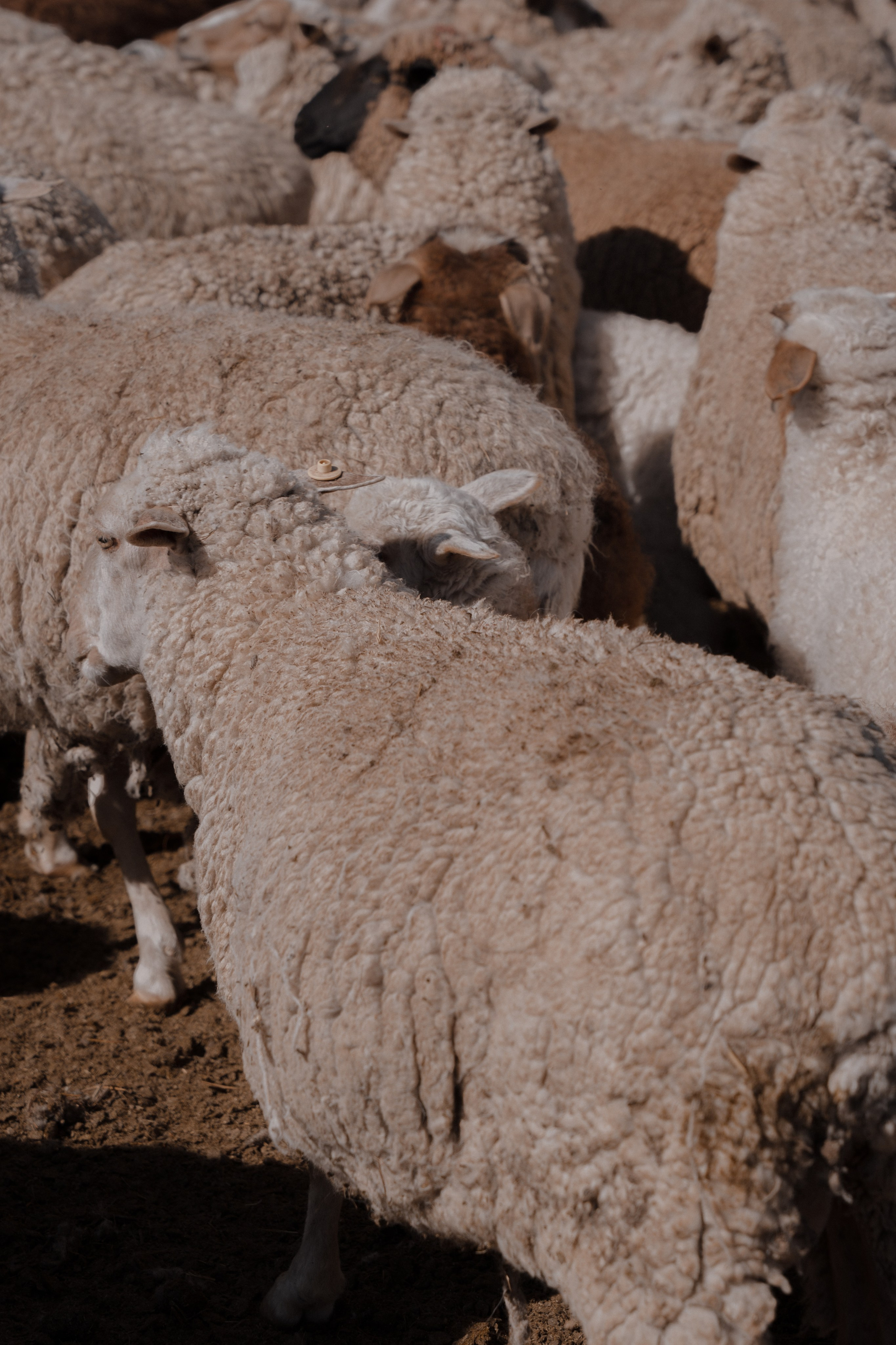 Калмыкия I Май 2024. Commercial photographer Natalia Bychkova