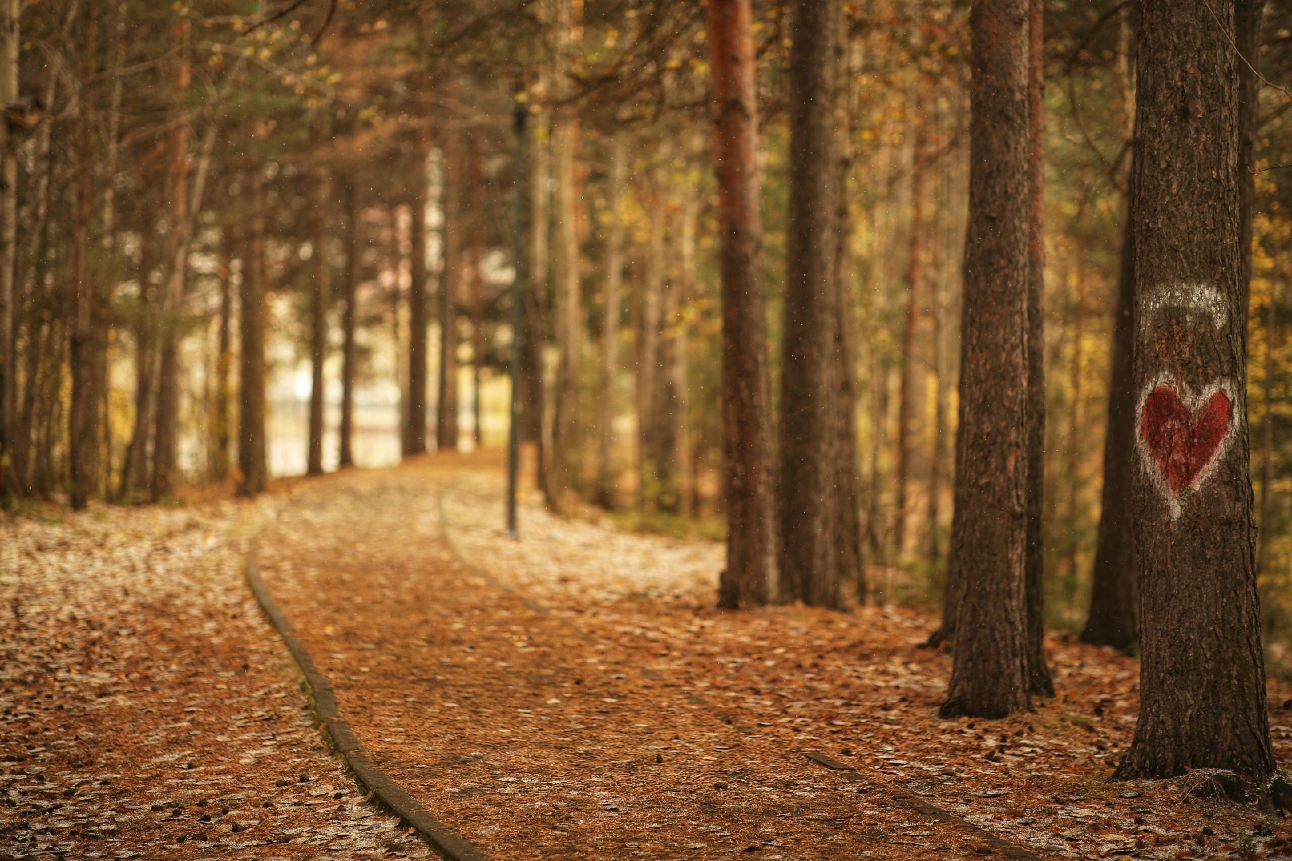 Осень. Фотограф в г. Сургуте Марина Киприна