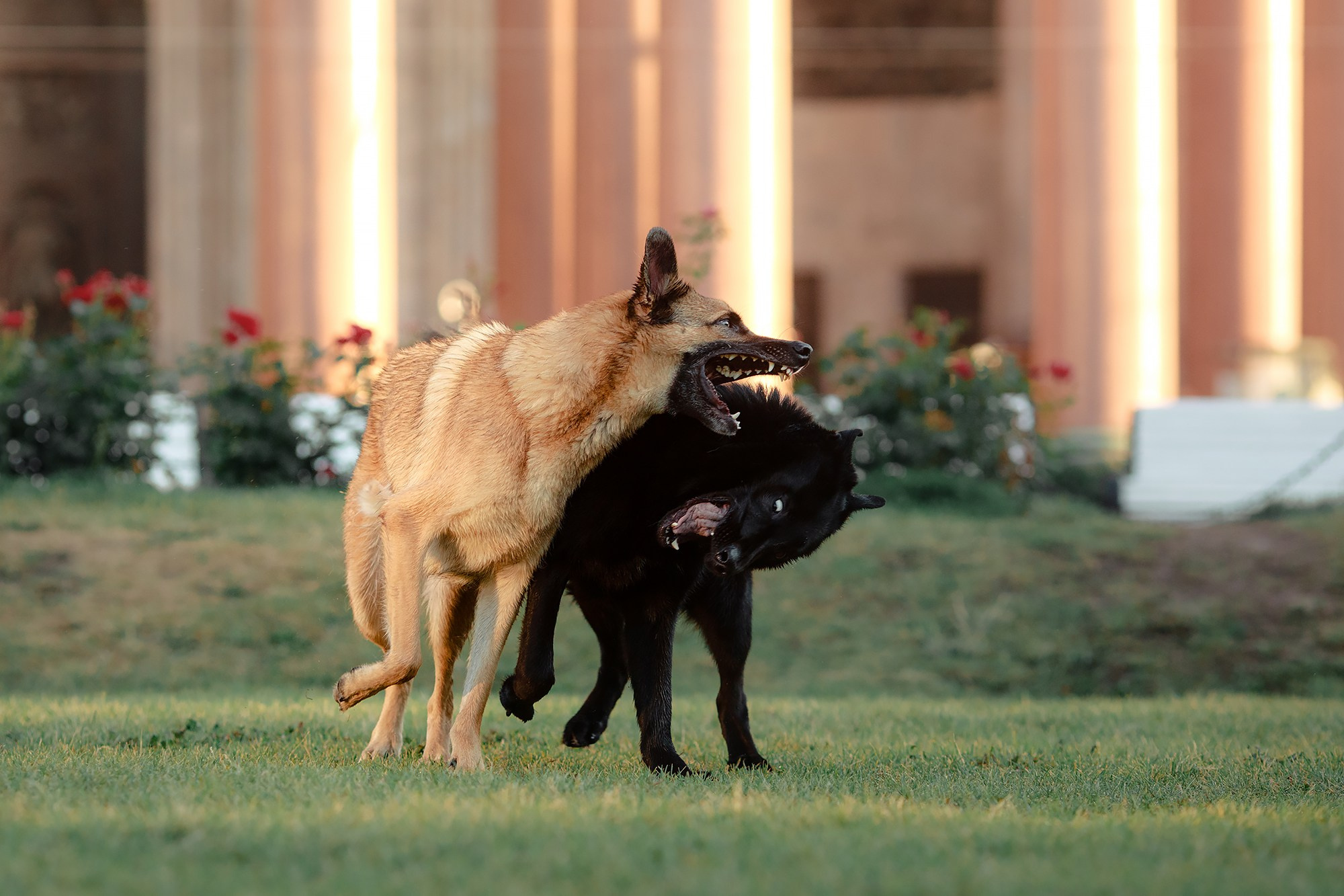Алена, Кай и Мара. Фотограф-анималист Mary Mart — Москва, Питер