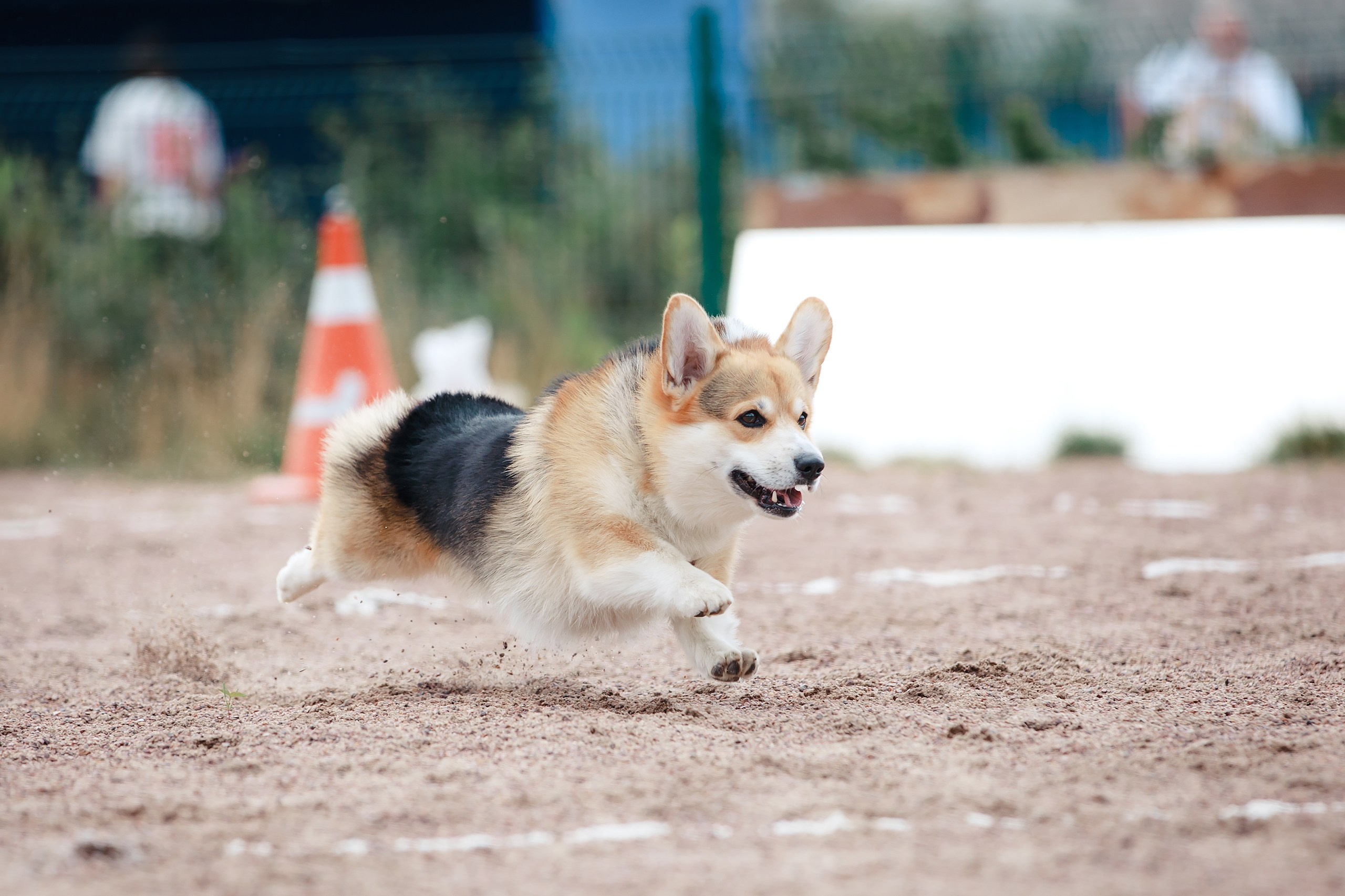 Питч&Гоу + веселые старты. Фотограф-анималист Mary Mart — Москва, Питер