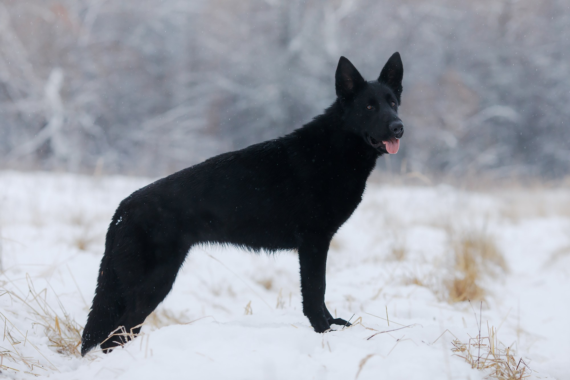 Зимние портреты. Фотограф-анималист Mary Mart — Москва, Питер
