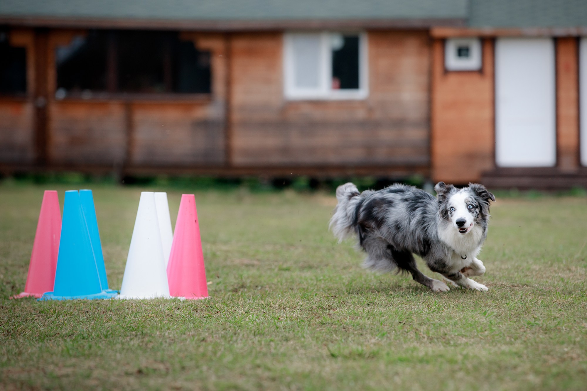 Лагерь по ОБД с Инной Баженовой. Фотограф-анималист Mary Mart — Москва, Питер
