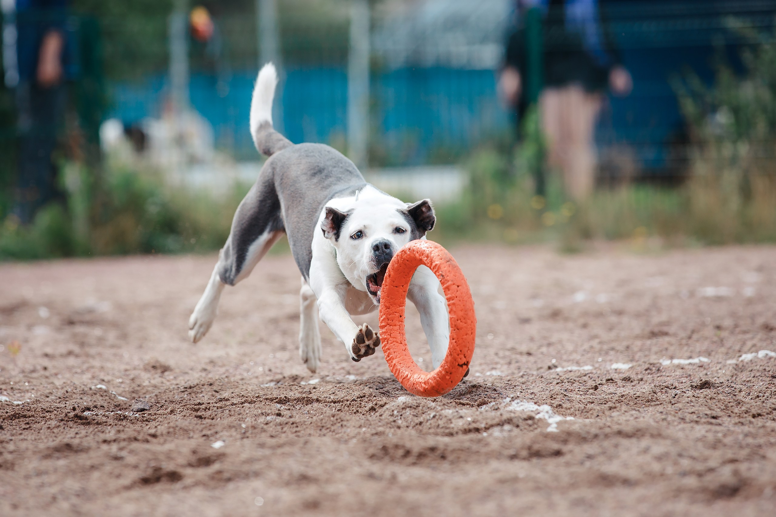 Питч&Гоу + веселые старты. Фотограф-анималист Mary Mart — Москва, Питер