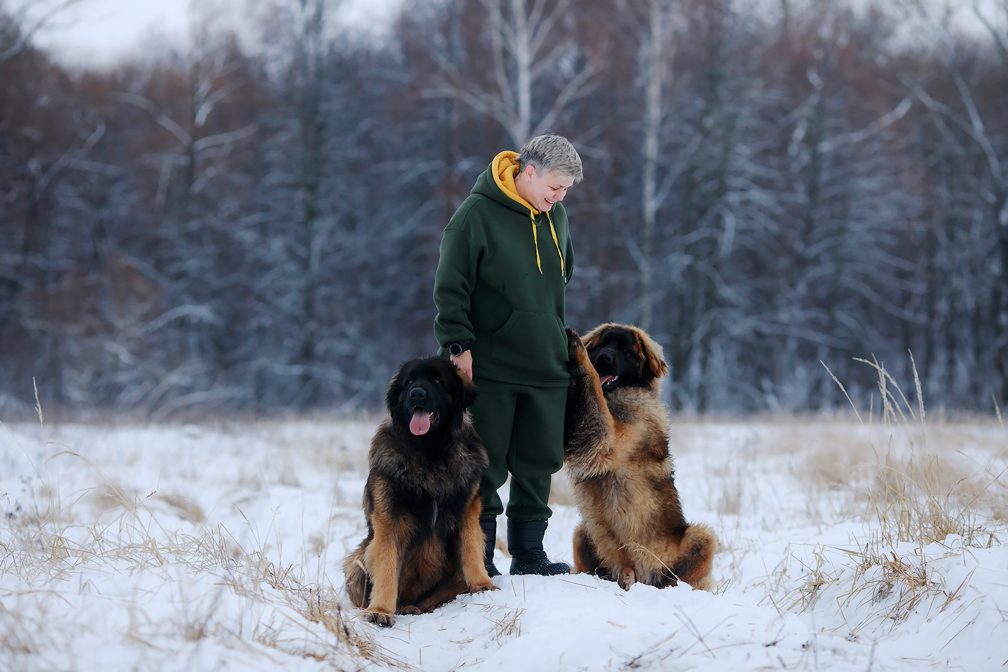 Леоненбергеры. Фотограф-анималист Mary Mart — Москва, Питер