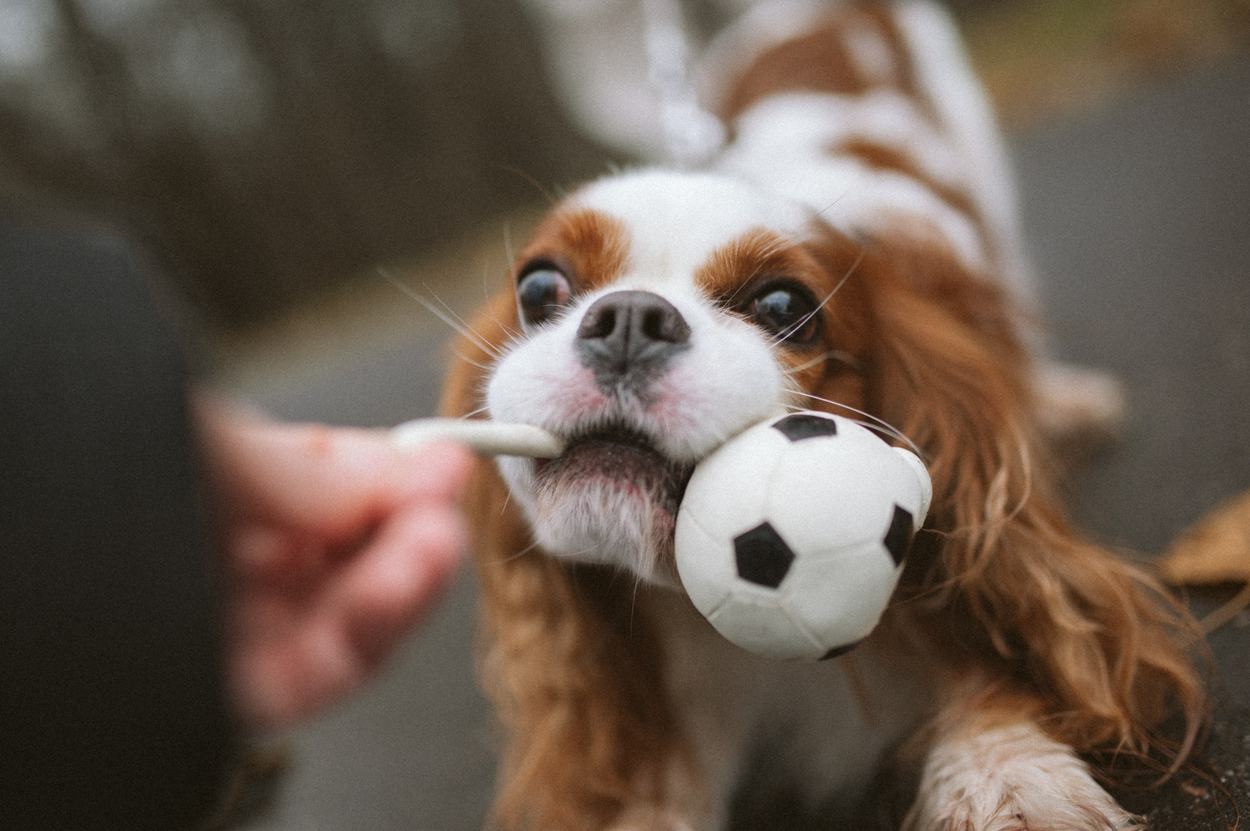 Настя и Тэйлор. Фотограф анималист в Москве Ольга Агушева