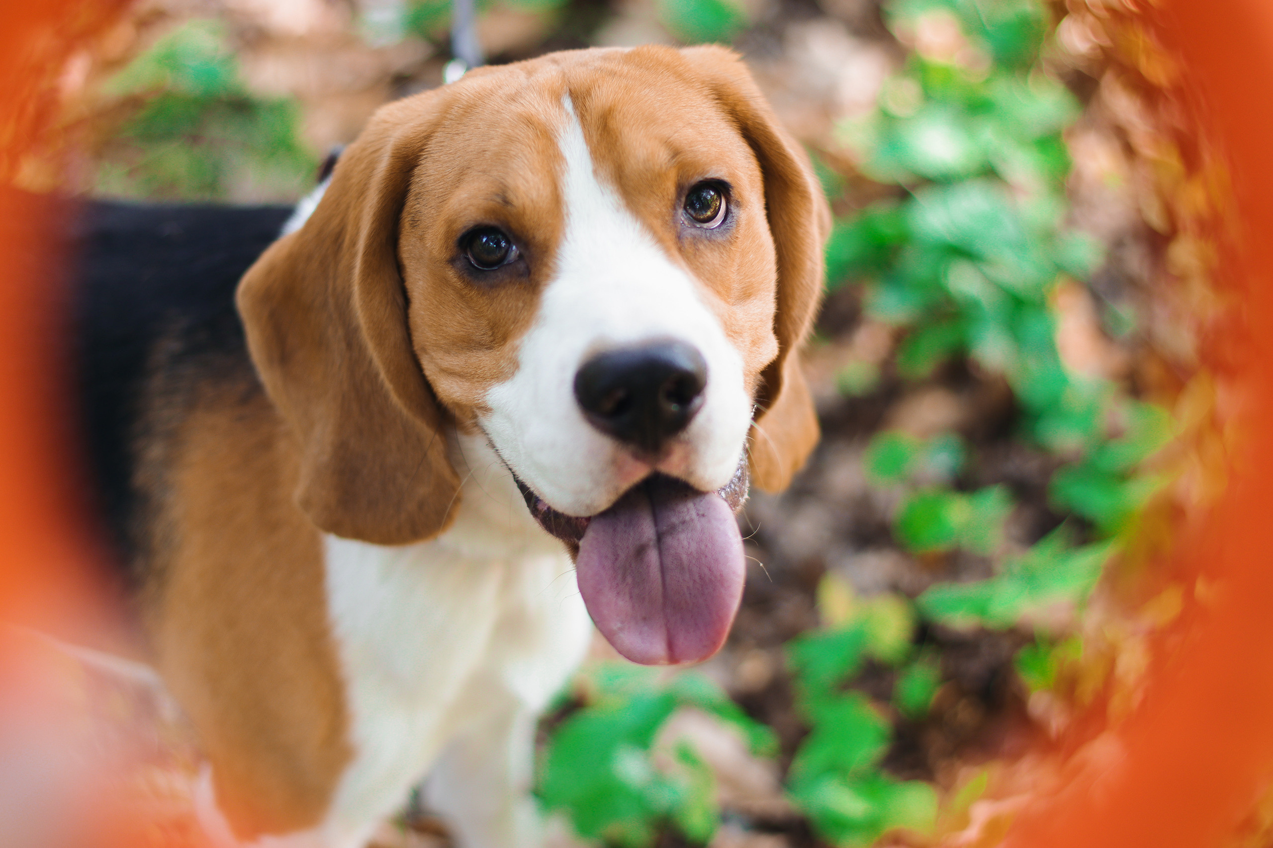 СЕМЕЙНЫЕ. DENISOV ART (фото, видео, дизайн) САМАРА