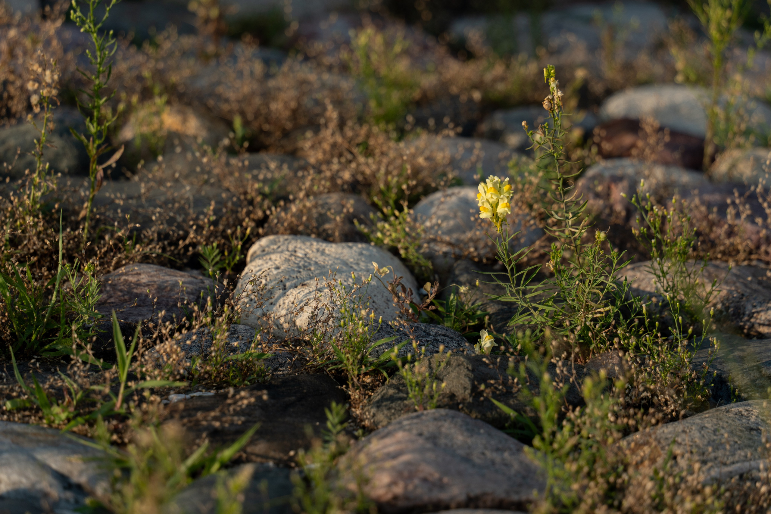 20250729-30 Ростов. Дмитрий Ремизов. Фотография, как хобби