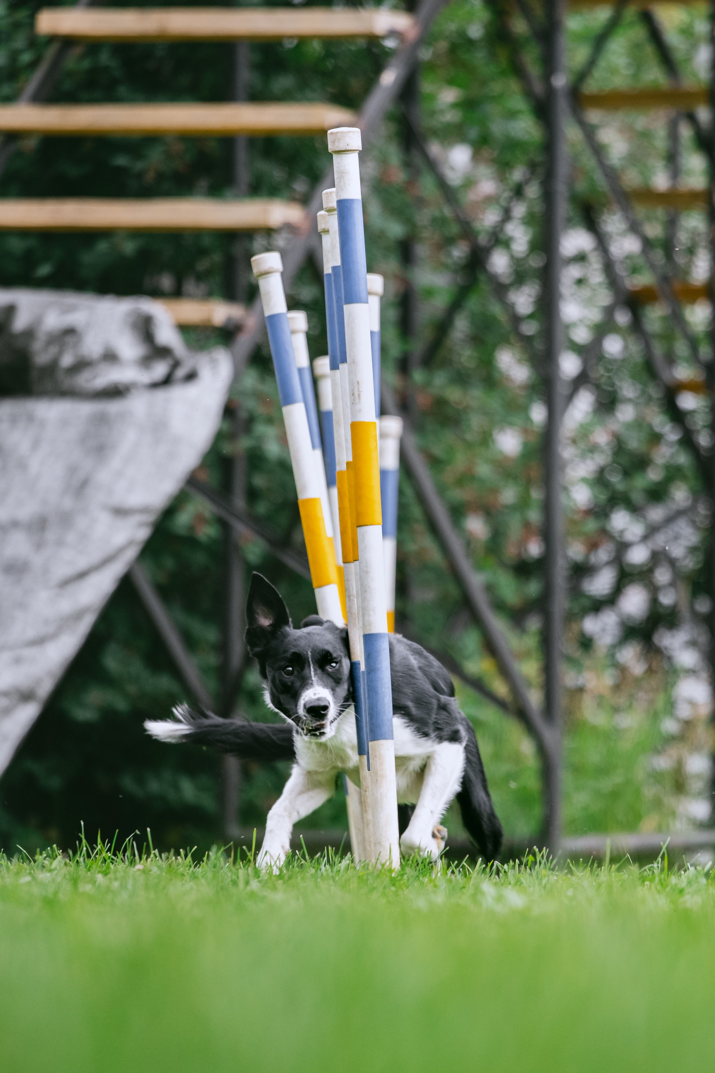 Соревнования по аджилити Долгопрудный 30.06.2025. Фотограф-анималист Татьяна Степанова