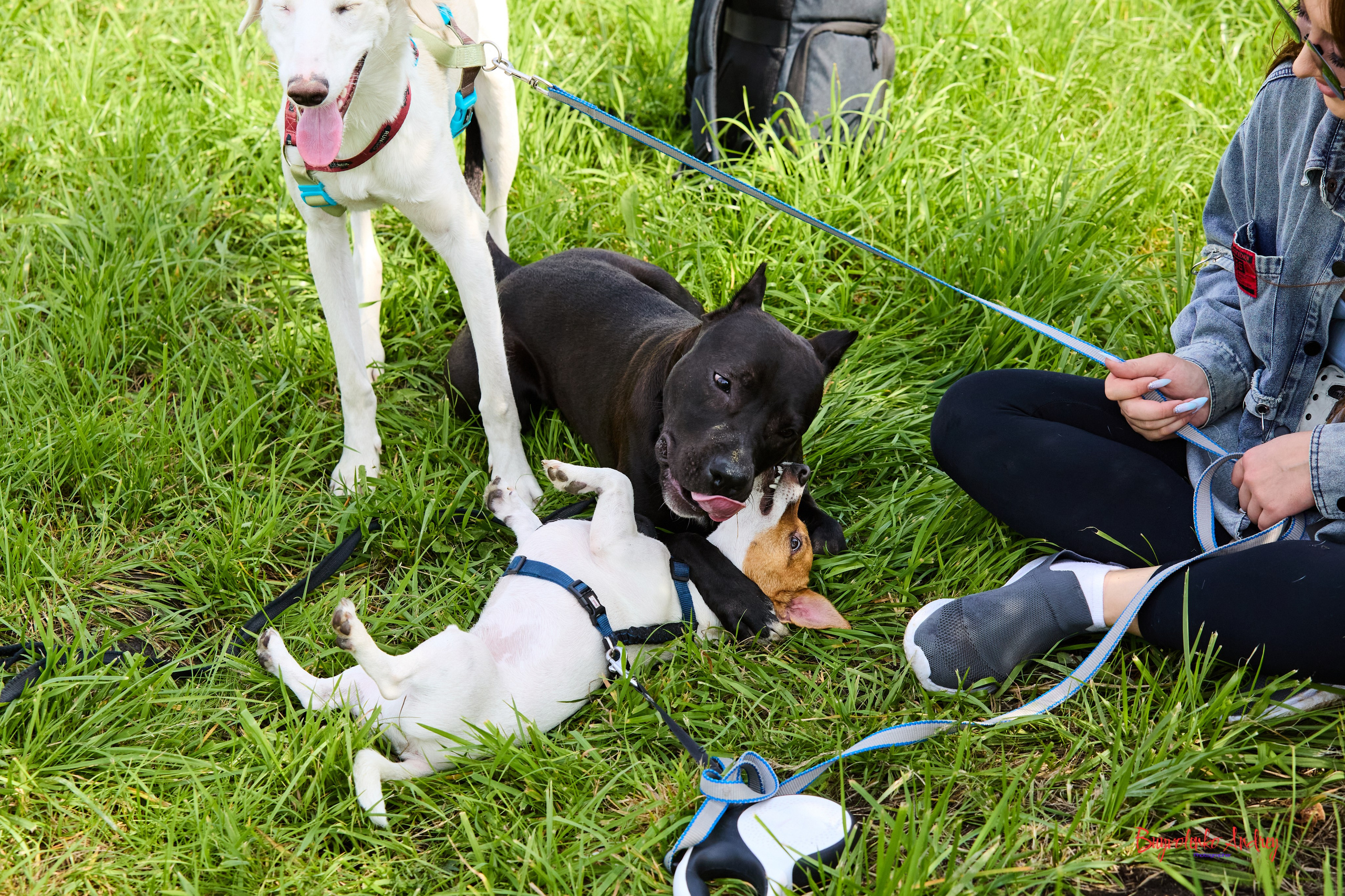 Проект фотопрогулка с хвостиком. Buyvolenko Andrey