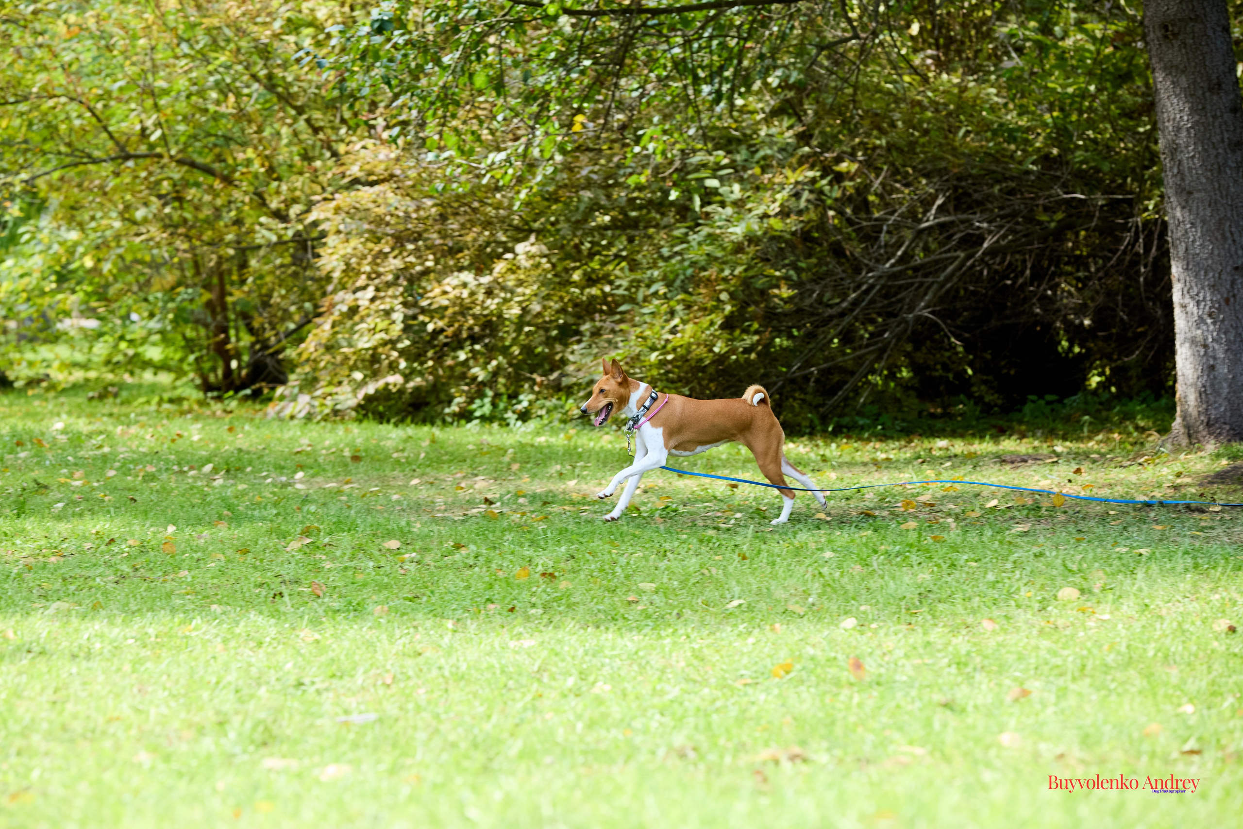 Басенджи и Аусси 21.09.2025. Buyvolenko Andrey