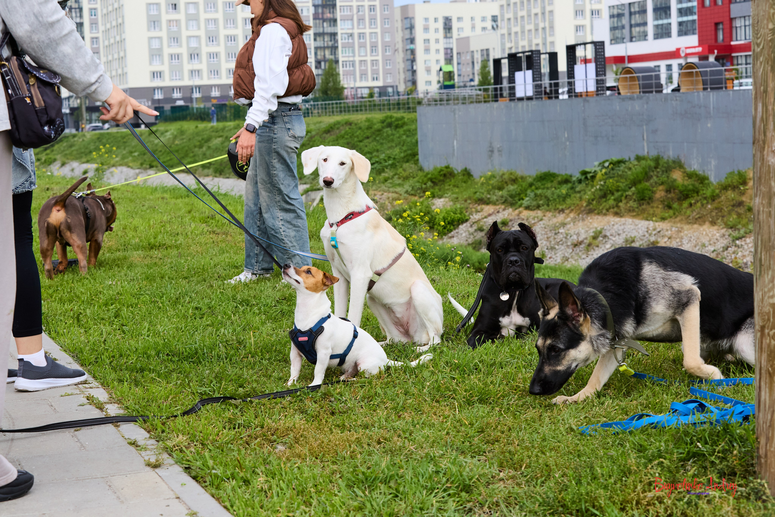 Проект фотопрогулка с хвостиком. Buyvolenko Andrey