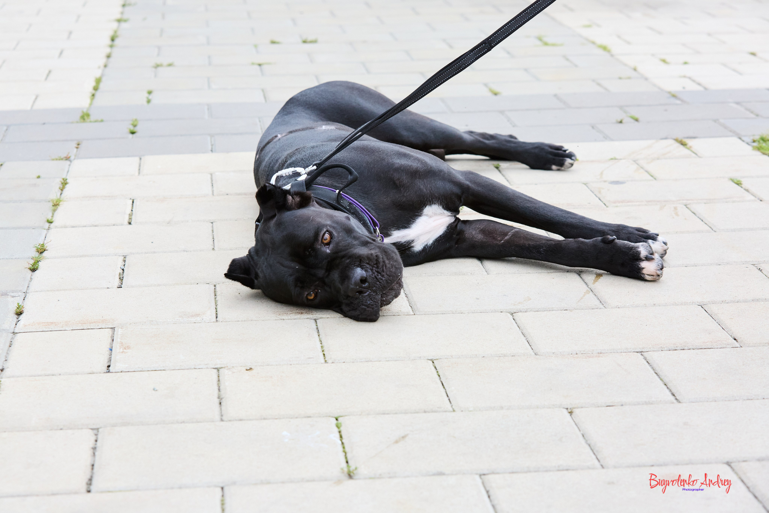 Проект фотопрогулка с хвостиком. Buyvolenko Andrey