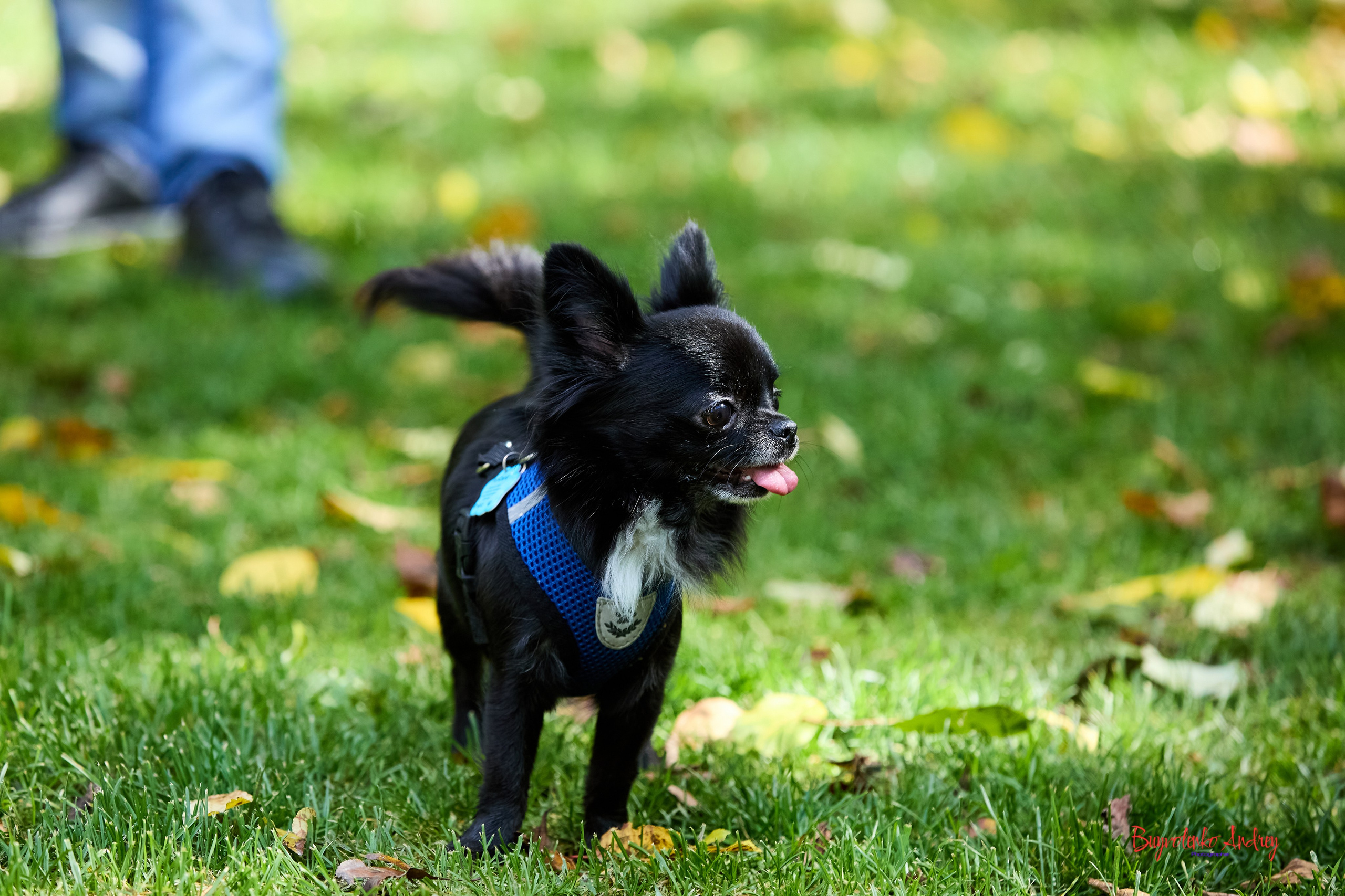 Фотопрогулка с кавалерами. Buyvolenko Andrey