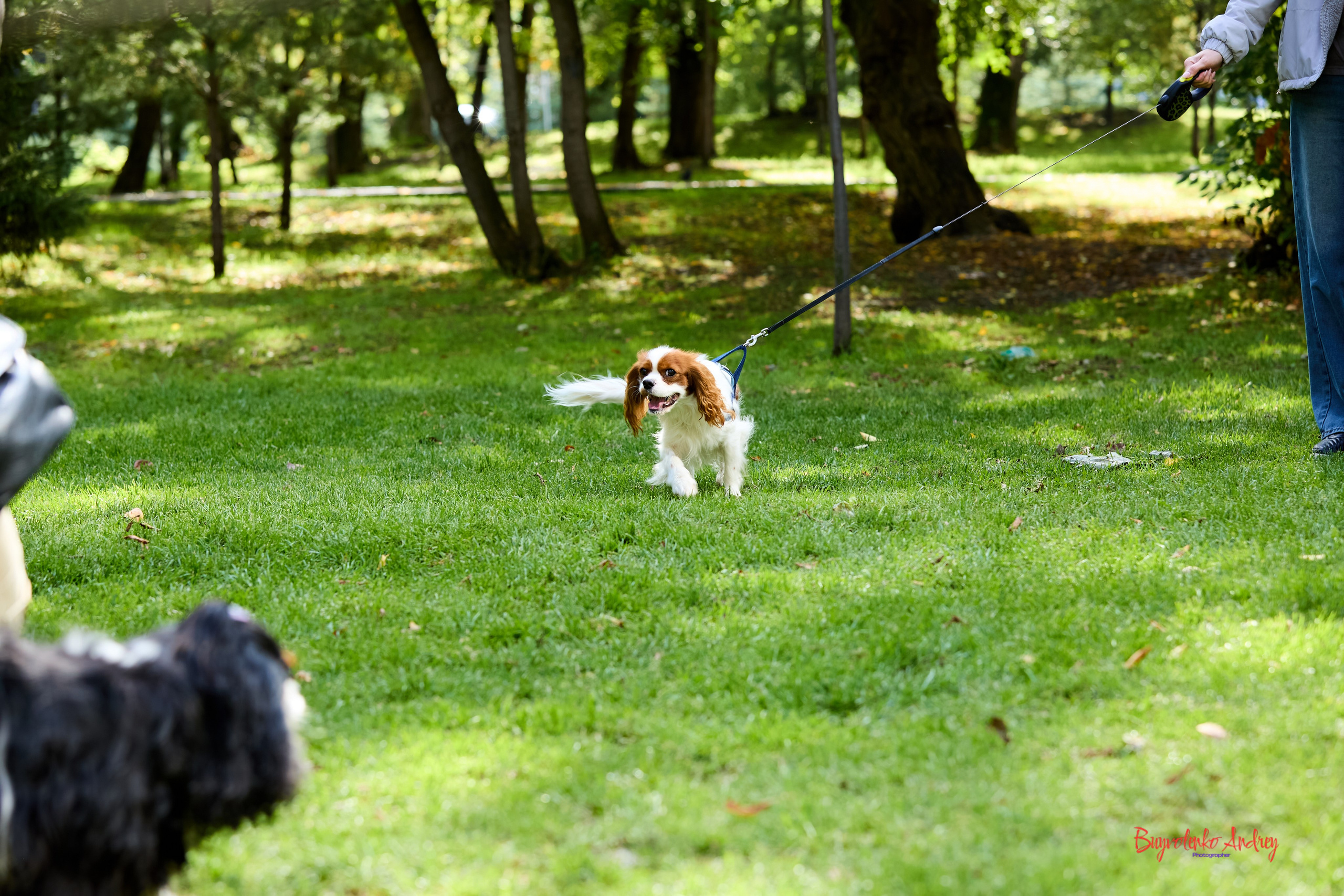 Фотопрогулка с кавалерами. Buyvolenko Andrey