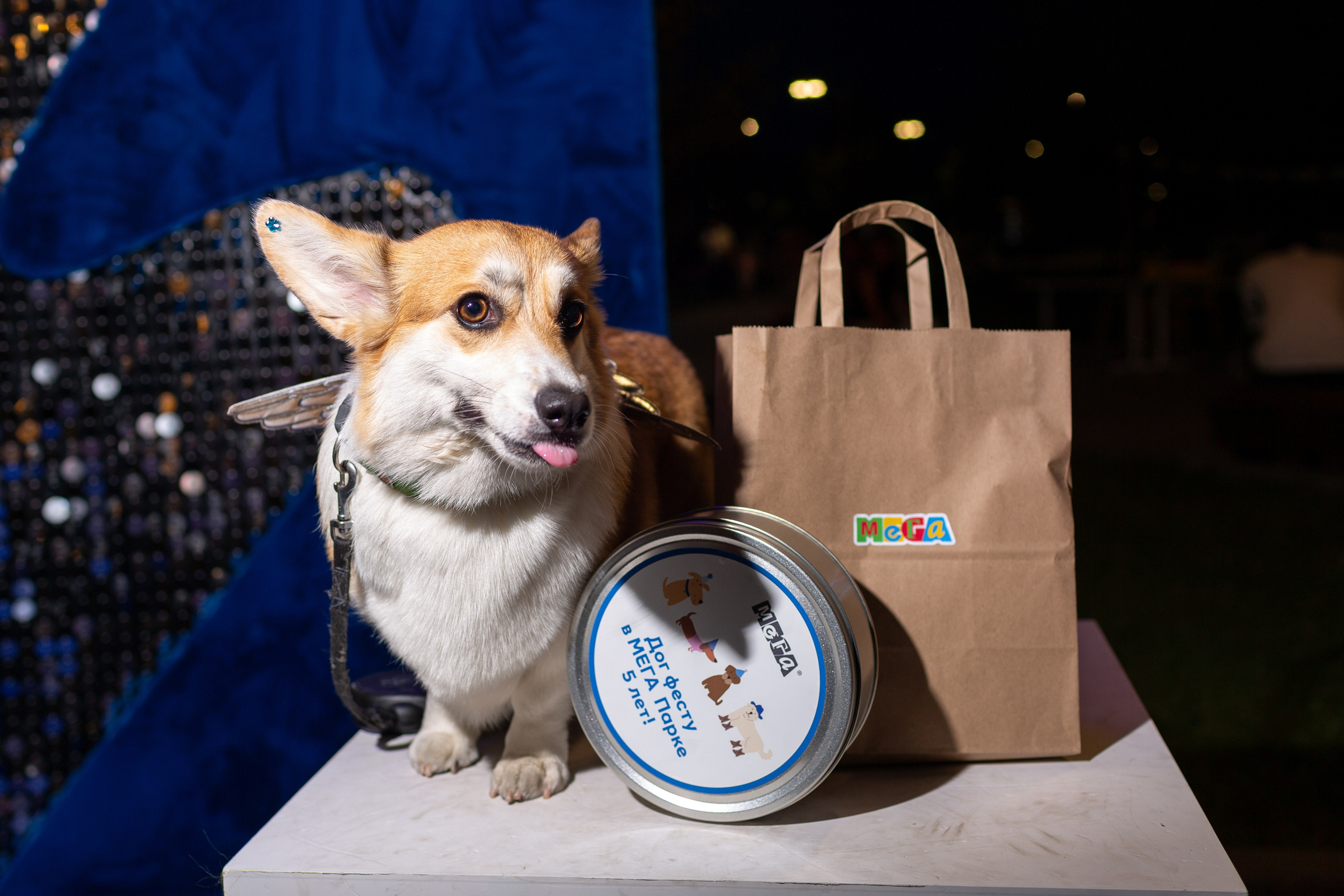 Dog Fest 2024. Главная