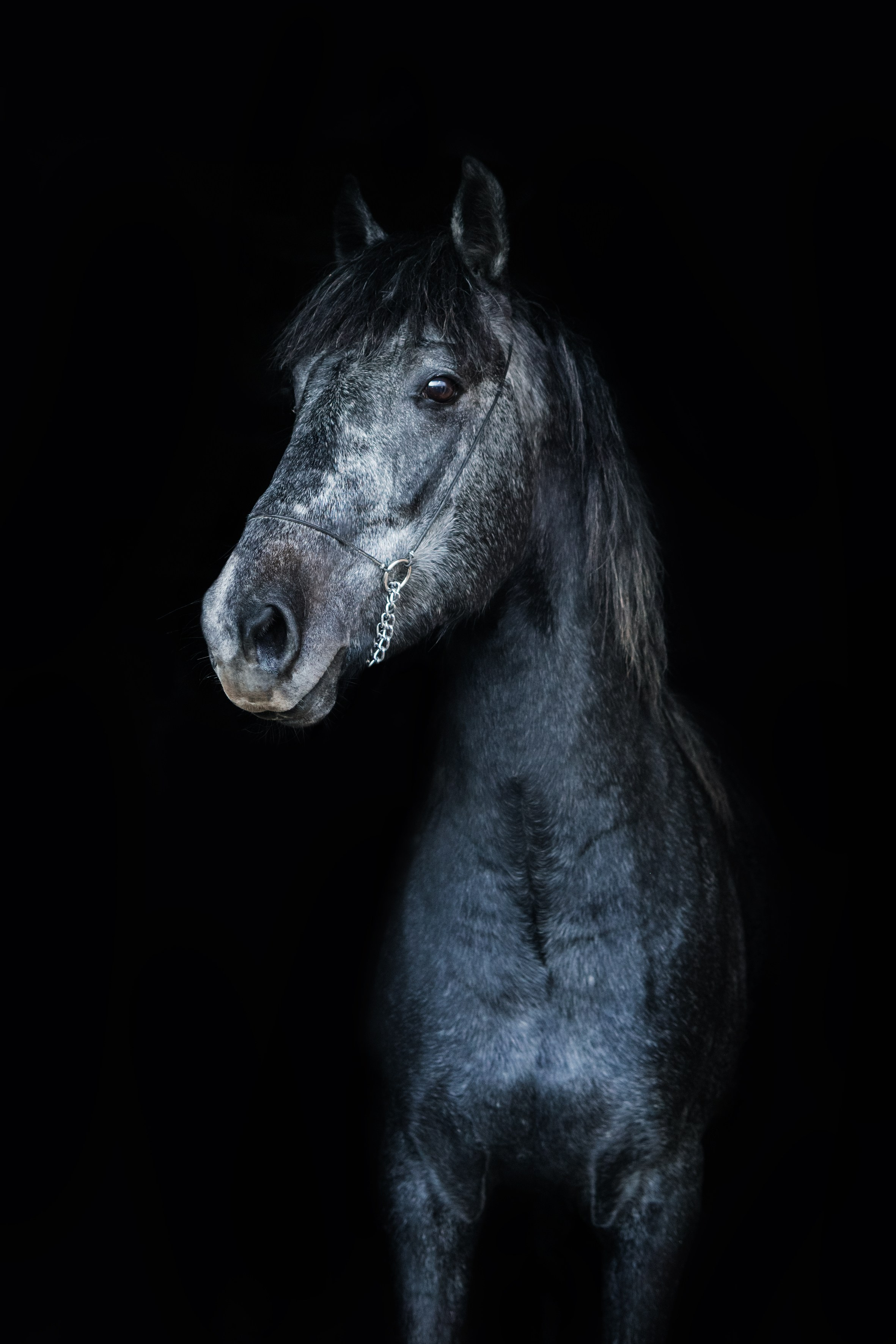 Life with horse. Saamill