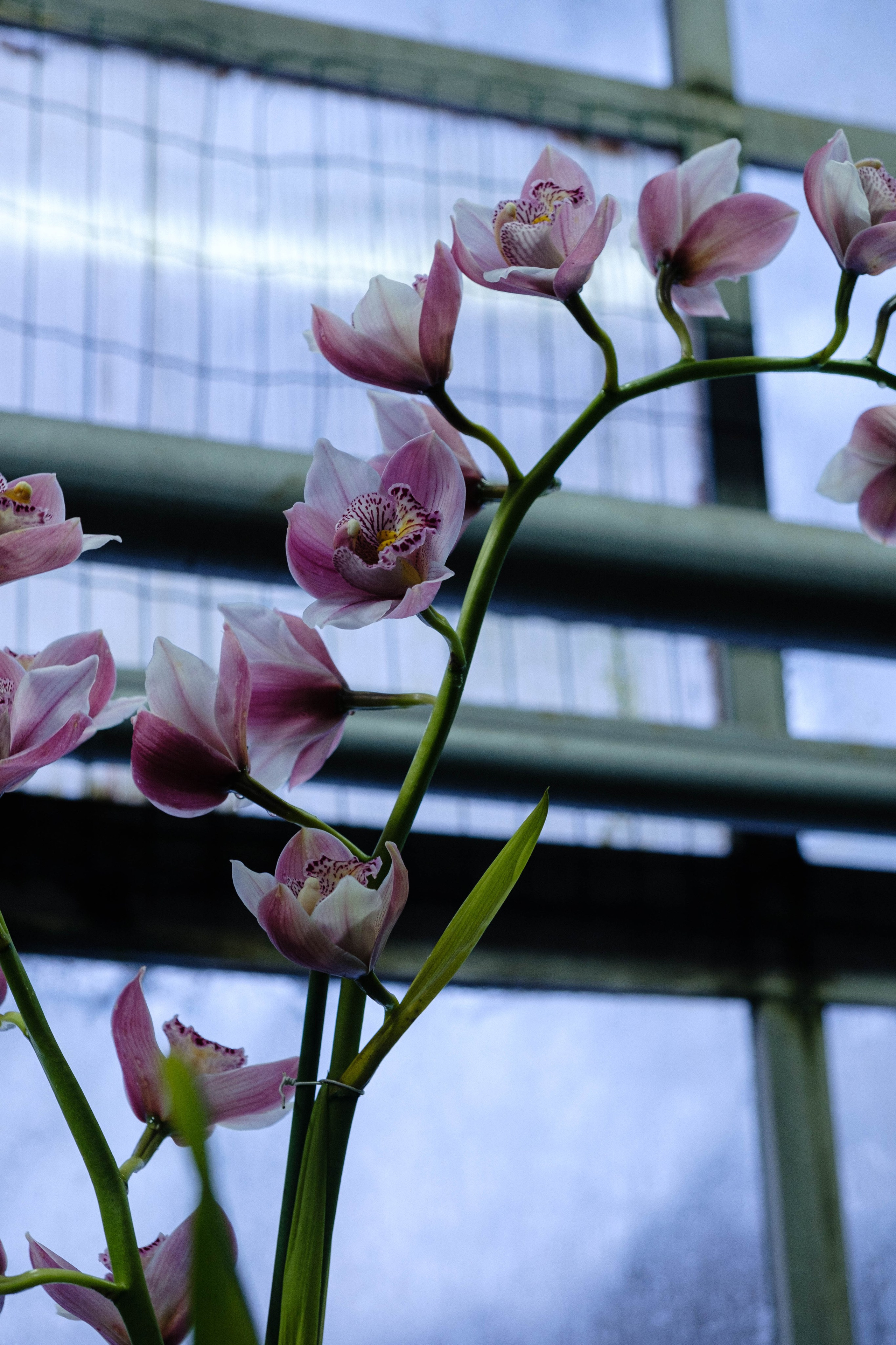 Старая Фондовая оранжерея. Алексей Никифоров свадебный и семейный фотограф Москва, Химки