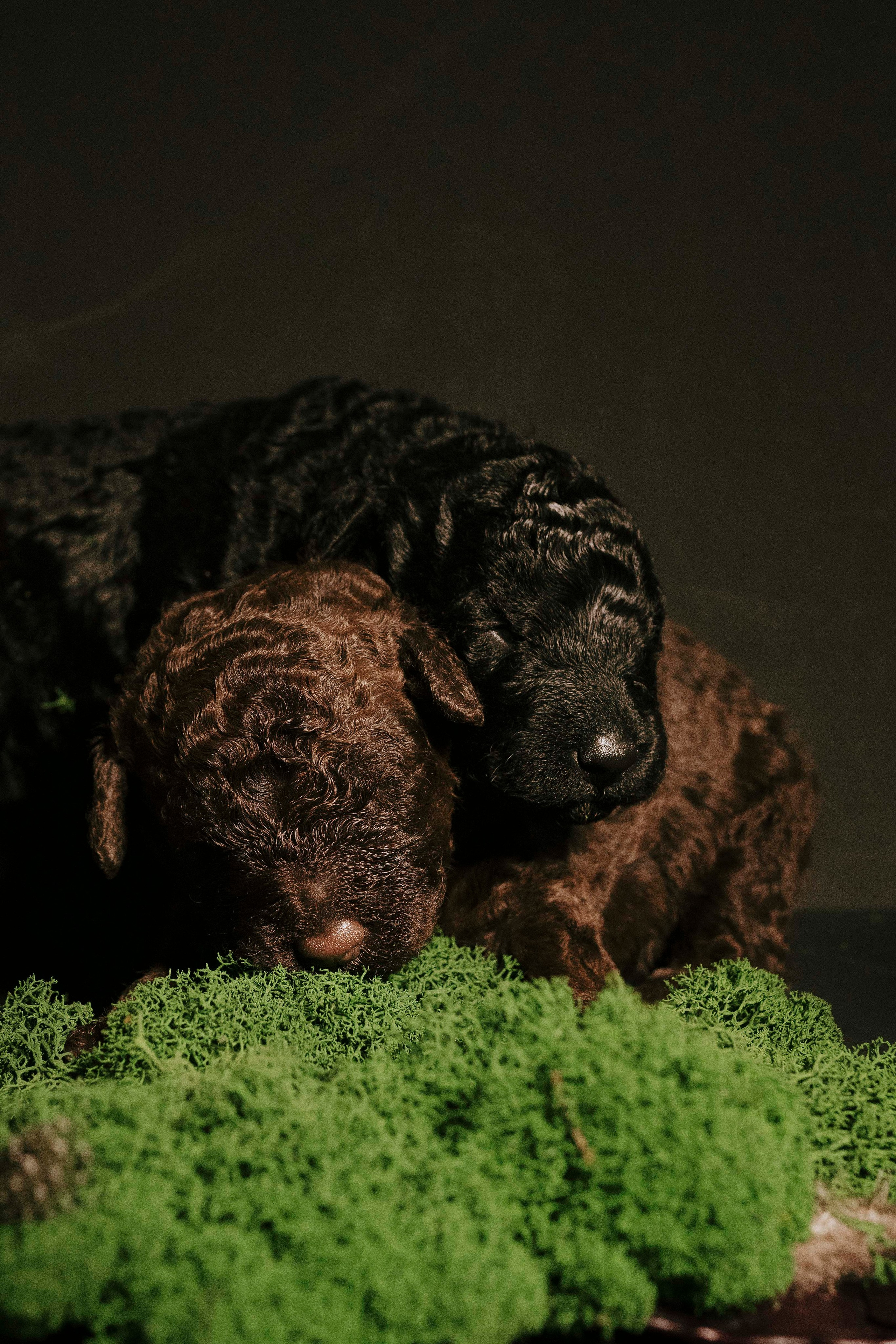 Испанские водяные. Фотограф- анималист Александра Матвеева