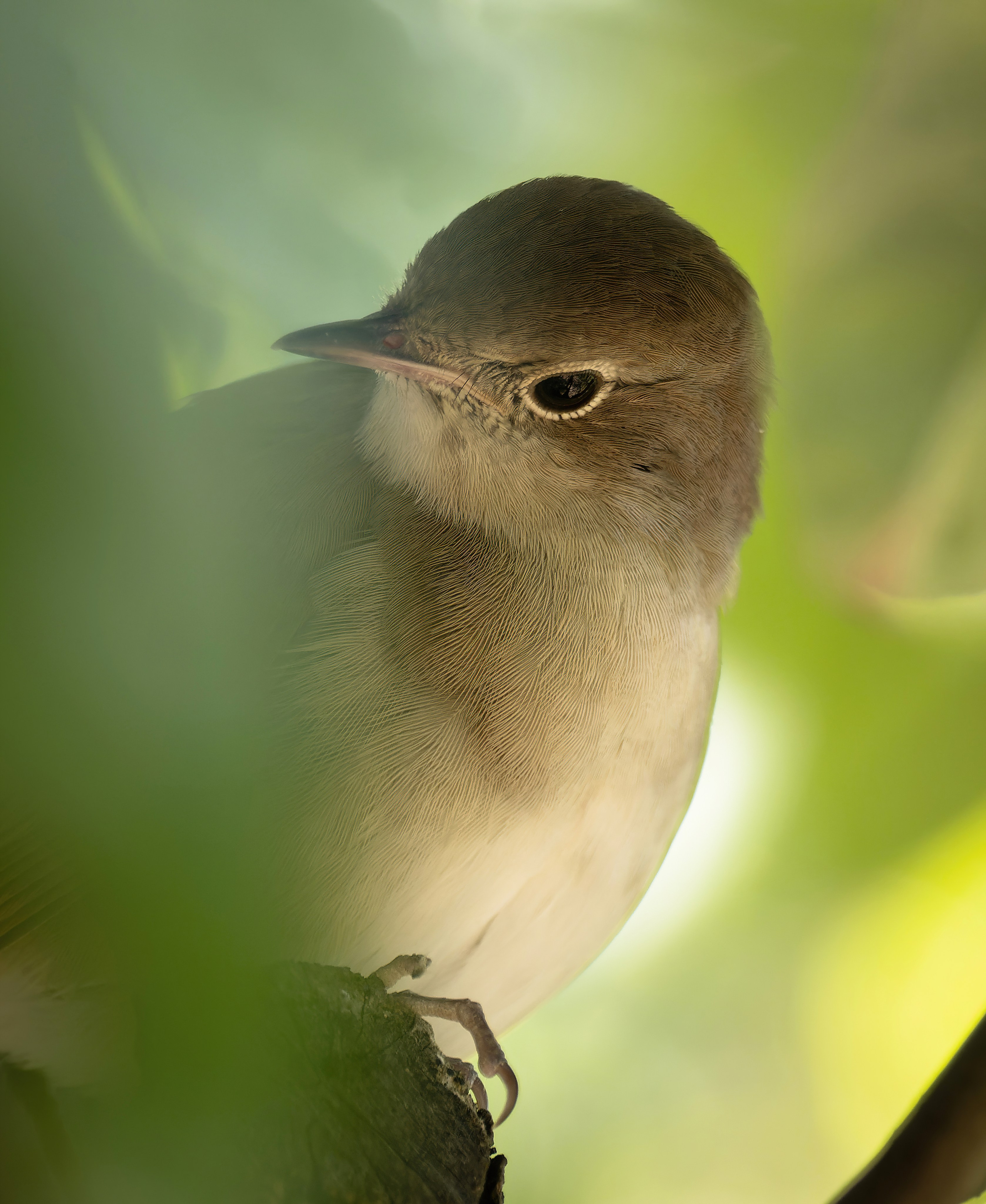 Птицы и животные. Oles Paritskiy