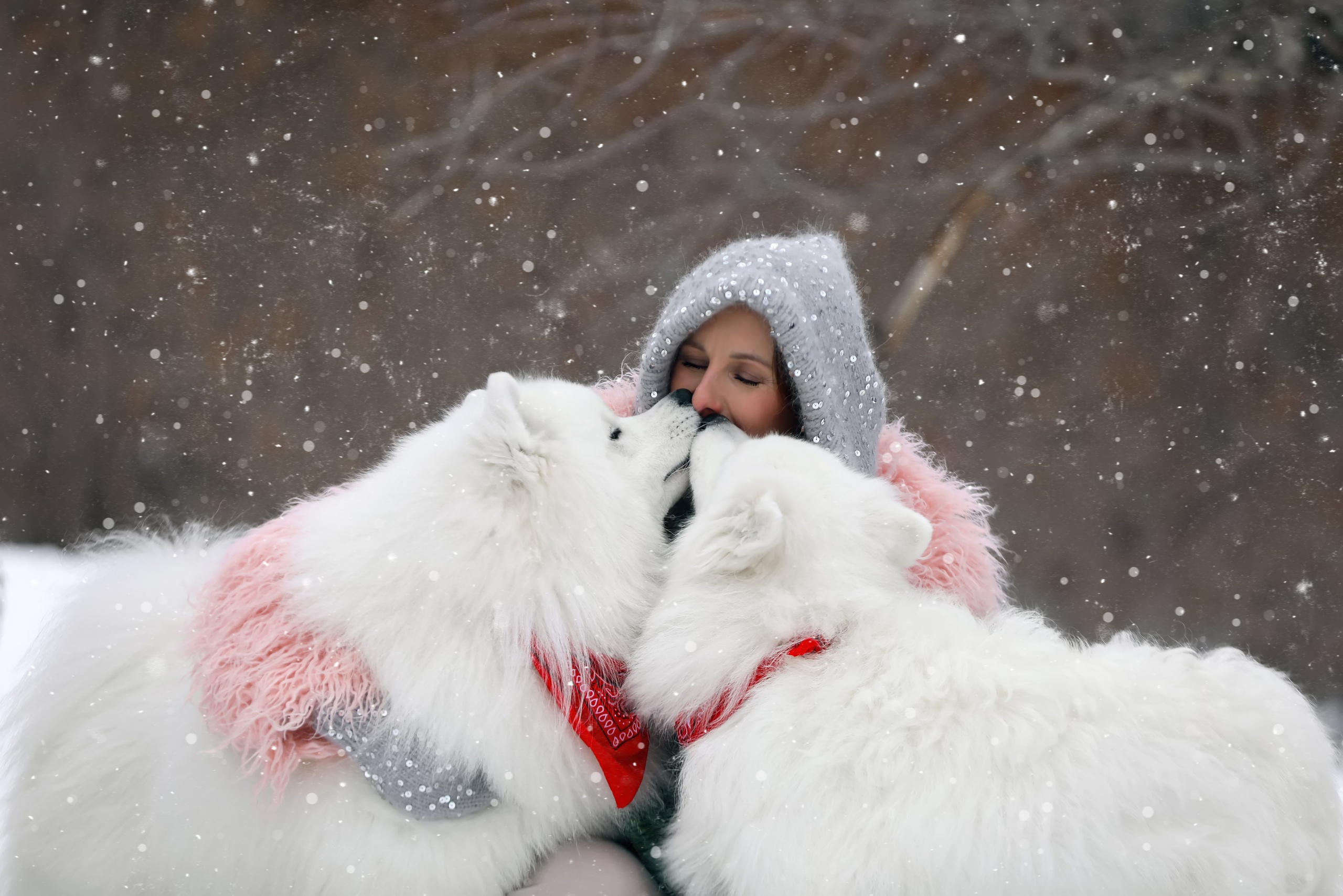 Юлия Квиткина фотограф. Самоед Новосибирск