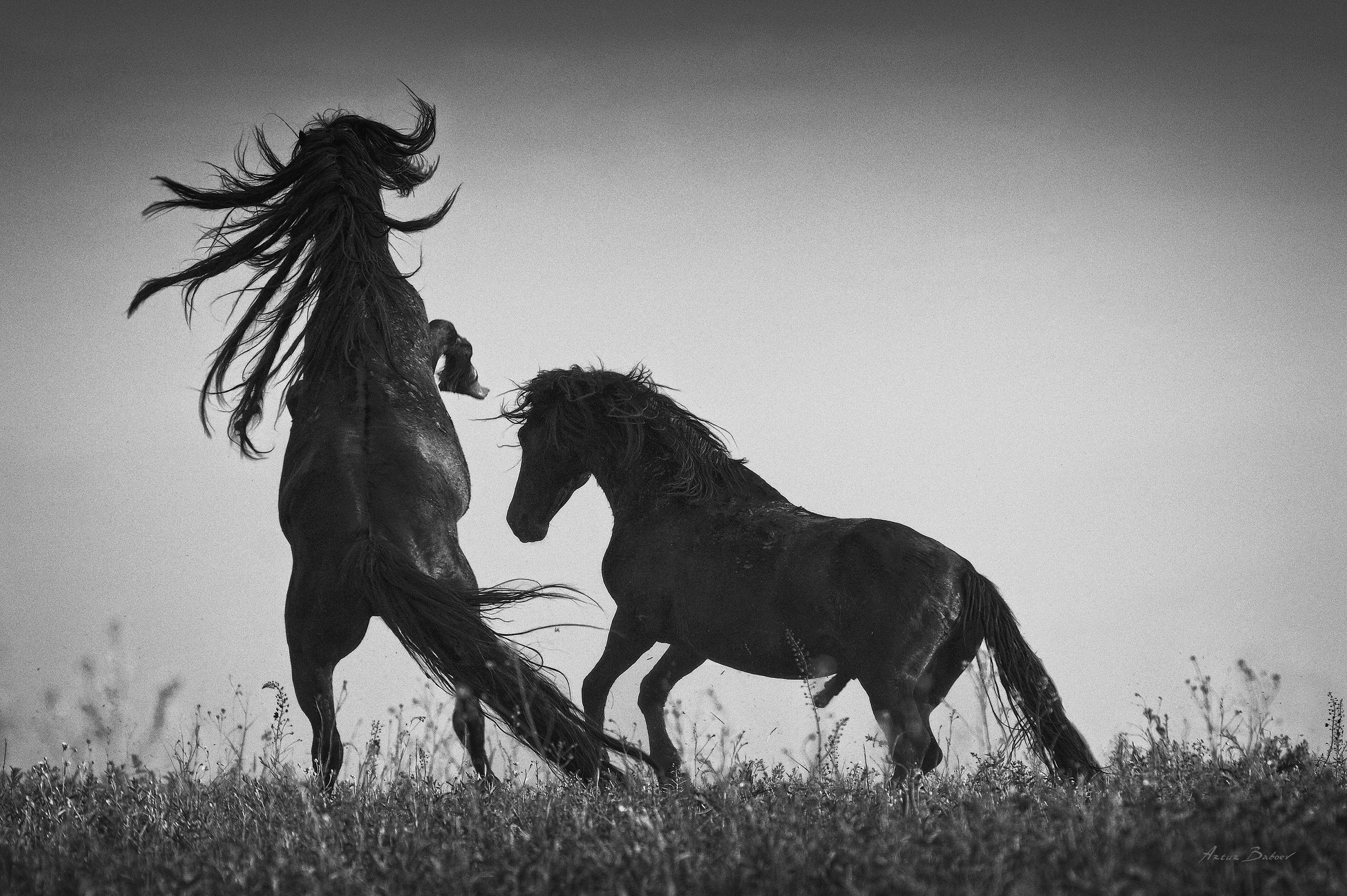 Gallery. Art photos of horses — ARTUR BABOEV | Photographer