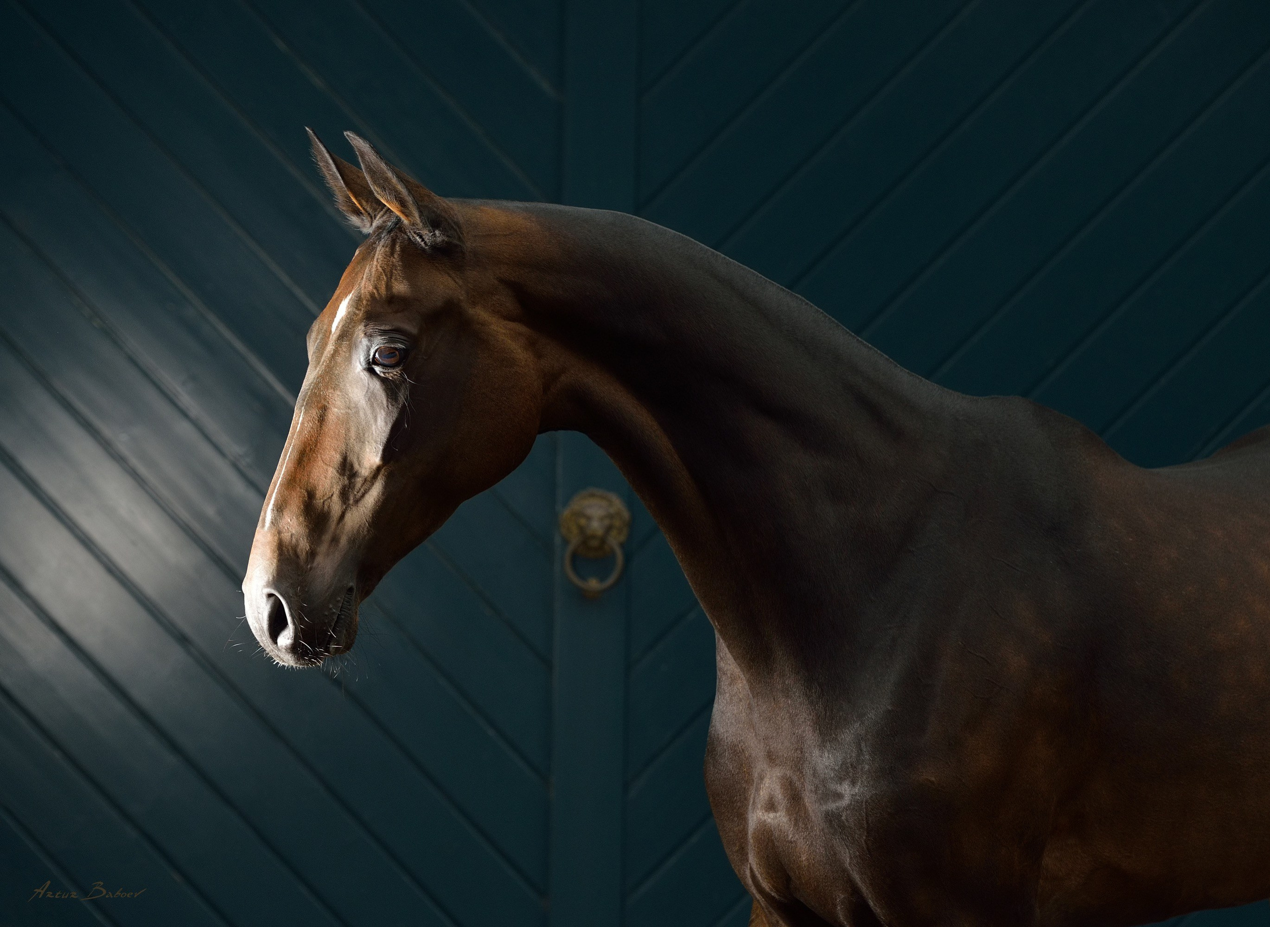 Gallery. Art photos of horses — ARTUR BABOEV | Photographer