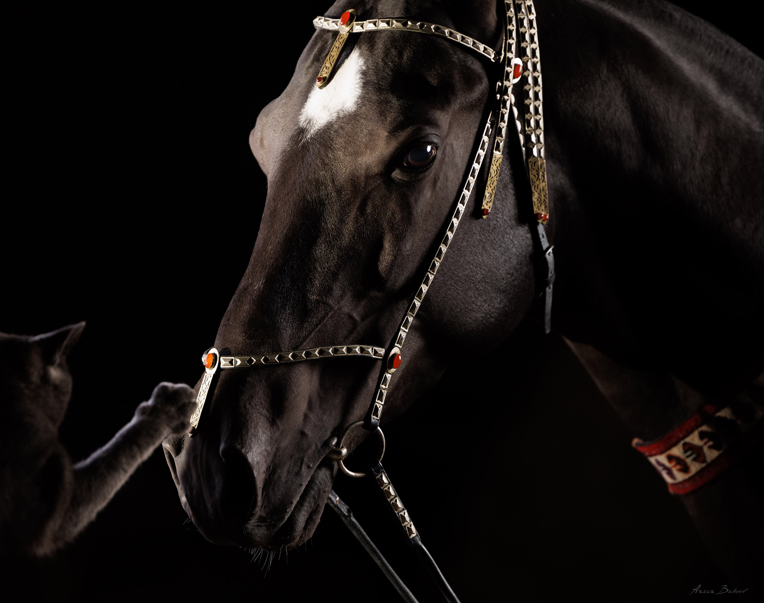 Gallery. Art photos of horses — ARTUR BABOEV | Photographer