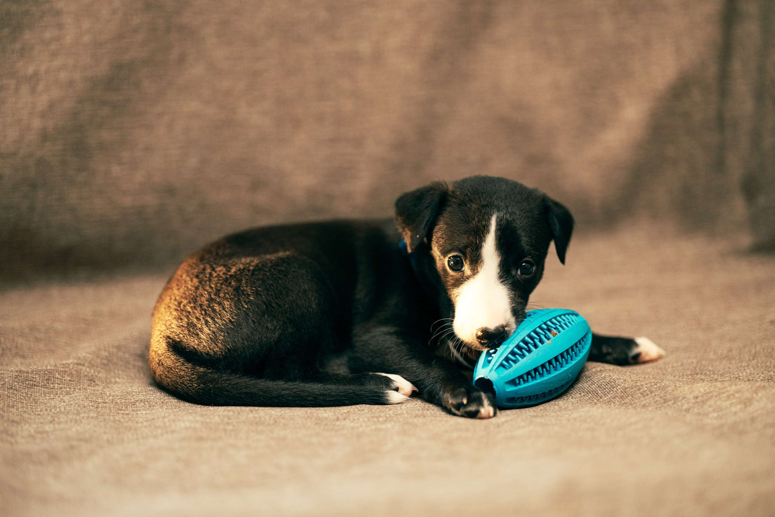 Щенки. Анна Самохина. Фотограф. Москва