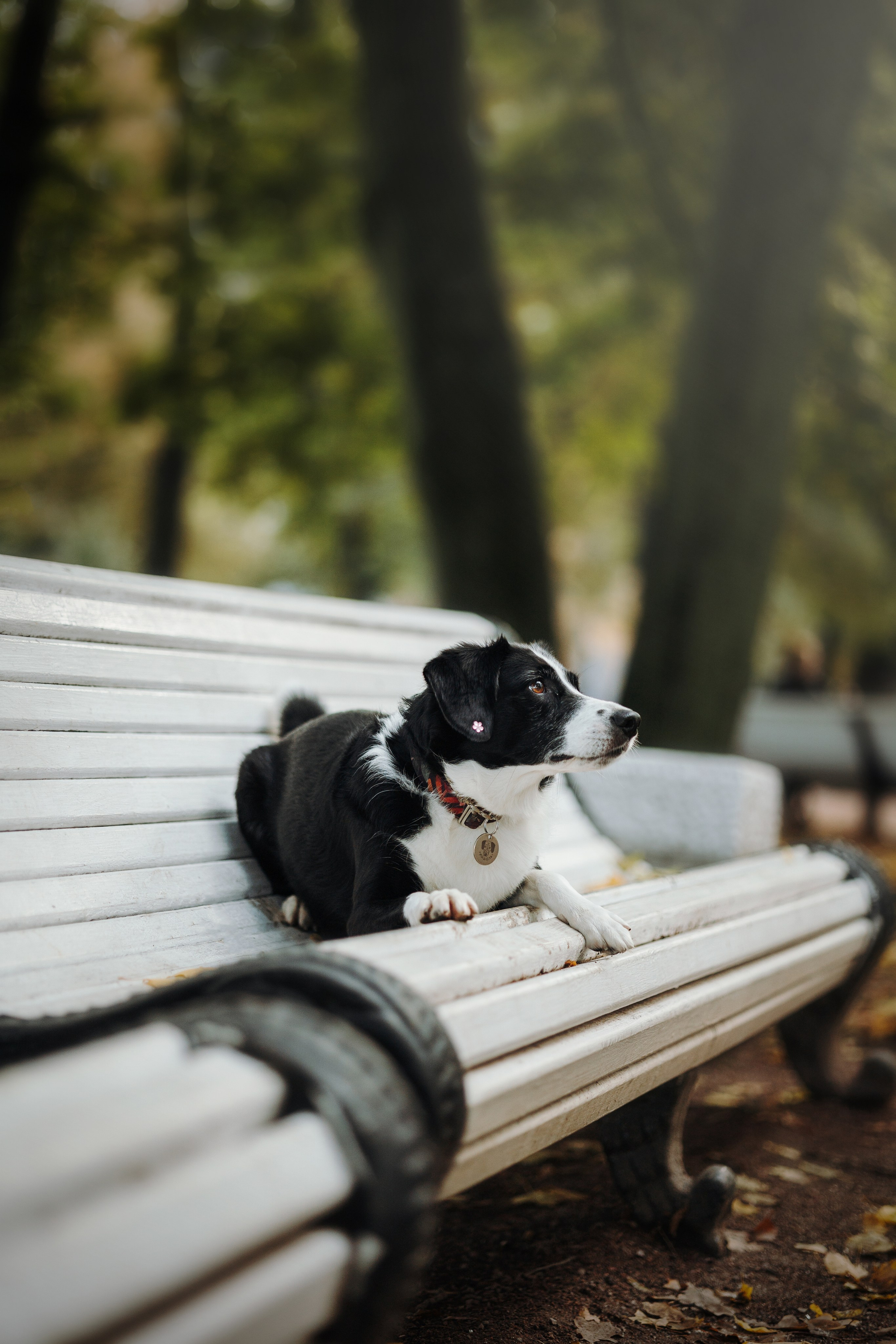 Мишель и ее семья. Фотограф — Анималист | Санкт-Петербург