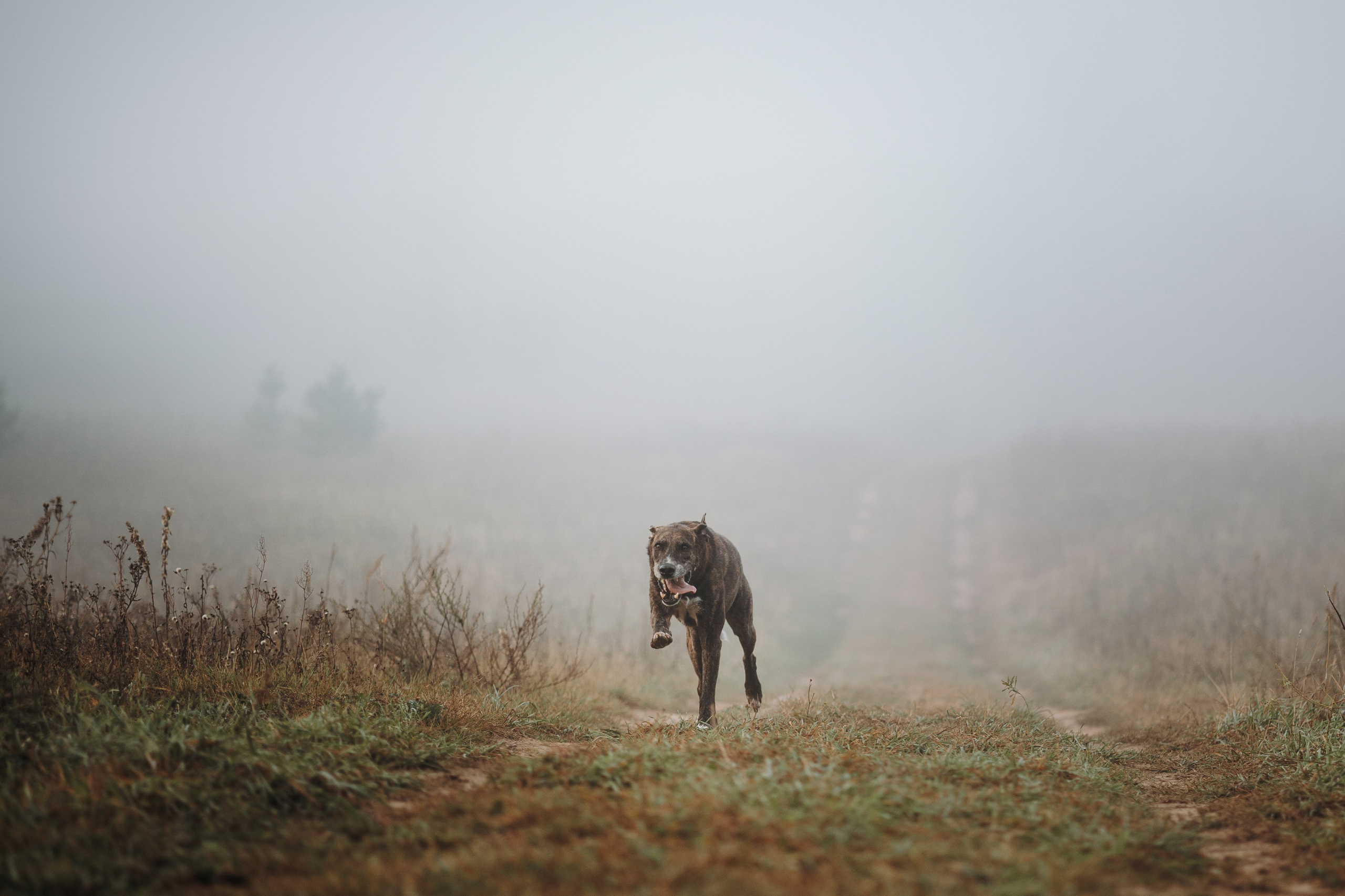 Любовь и ее хвостики. Фотограф — Анималист | Санкт-Петербург