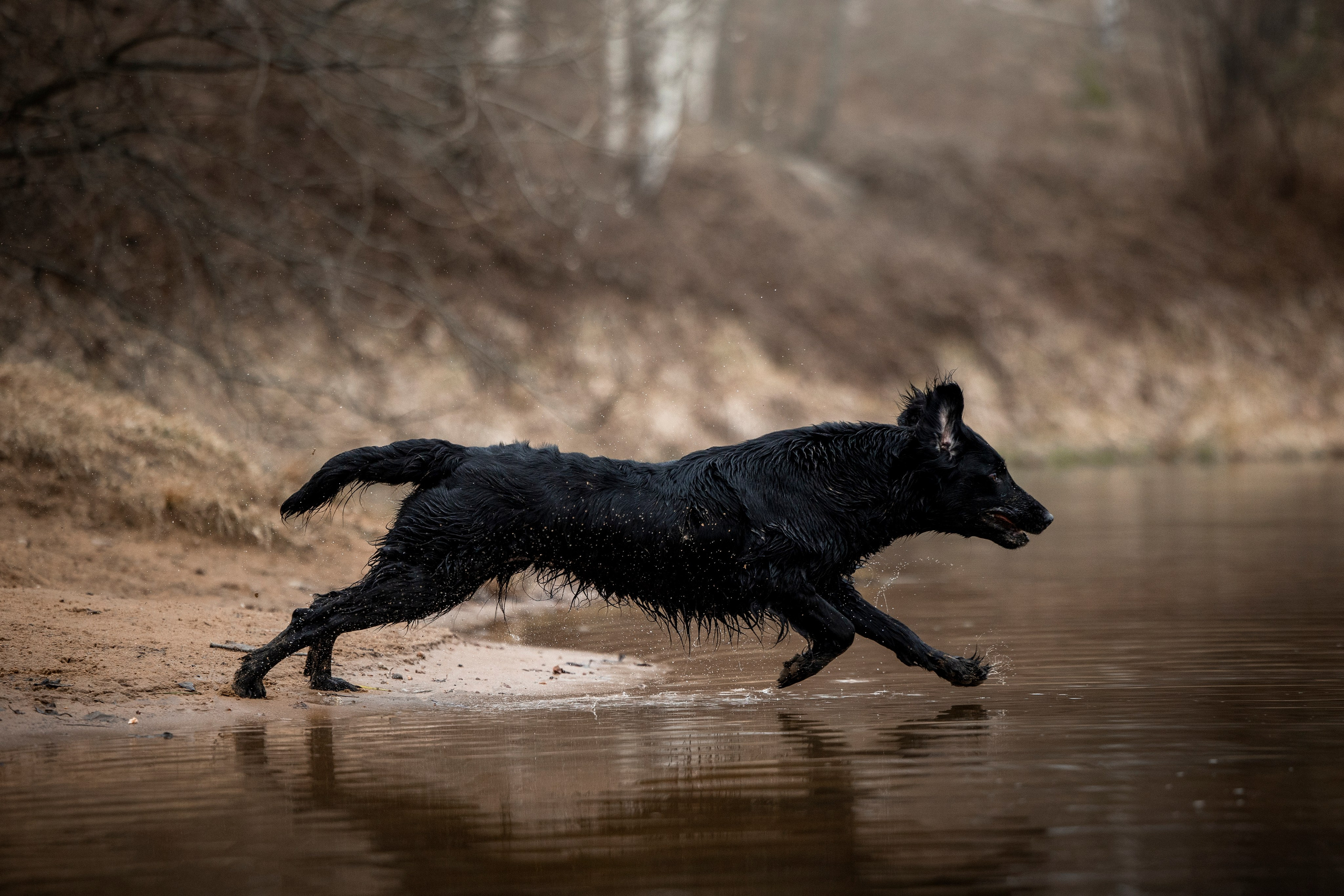 Ора, Ева, Рози и их семья. Фотограф — Анималист | Санкт-Петербург