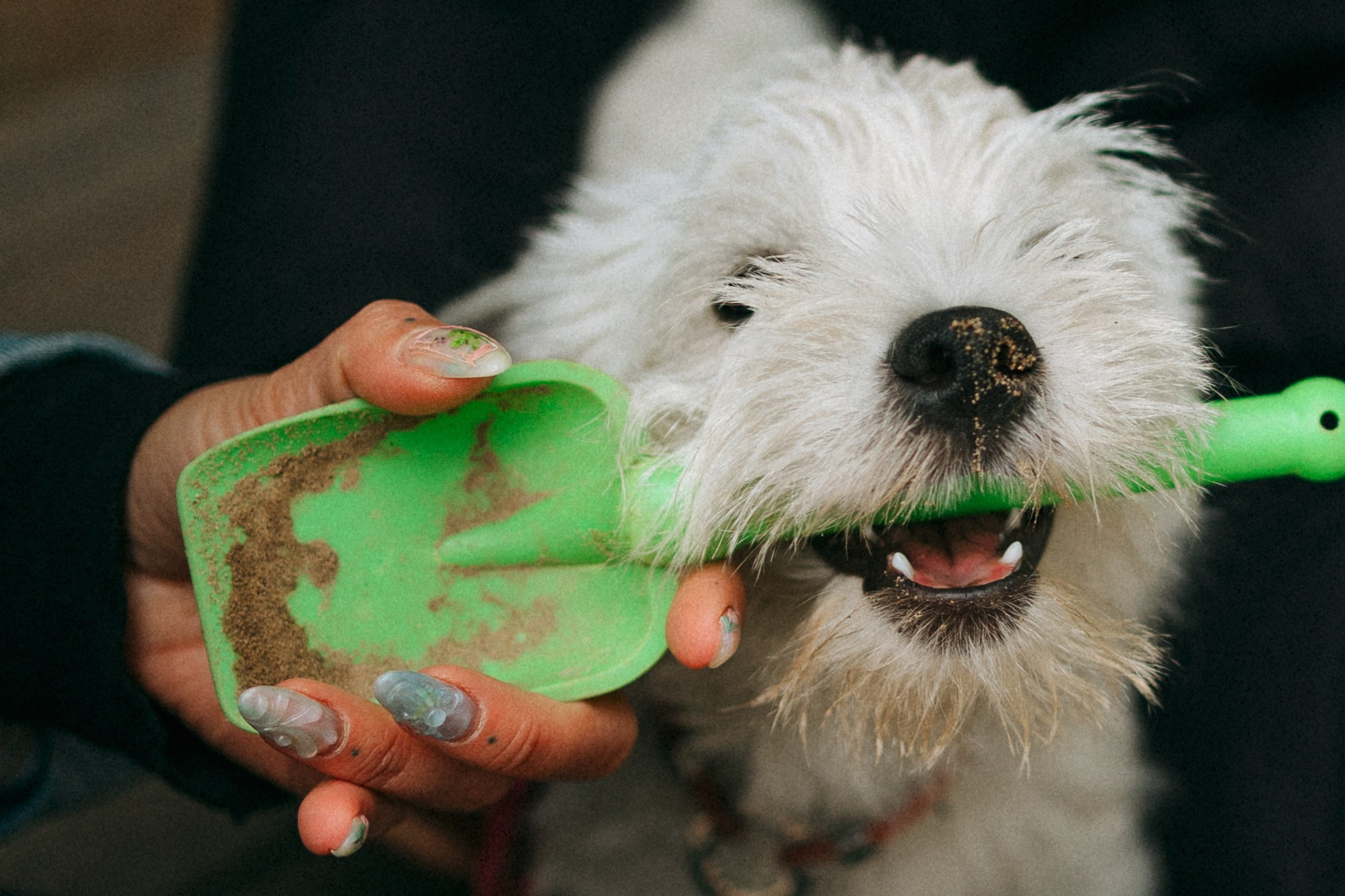 Снежуля, Мари и Саша. Фотограф анималист Анастасия Пикей