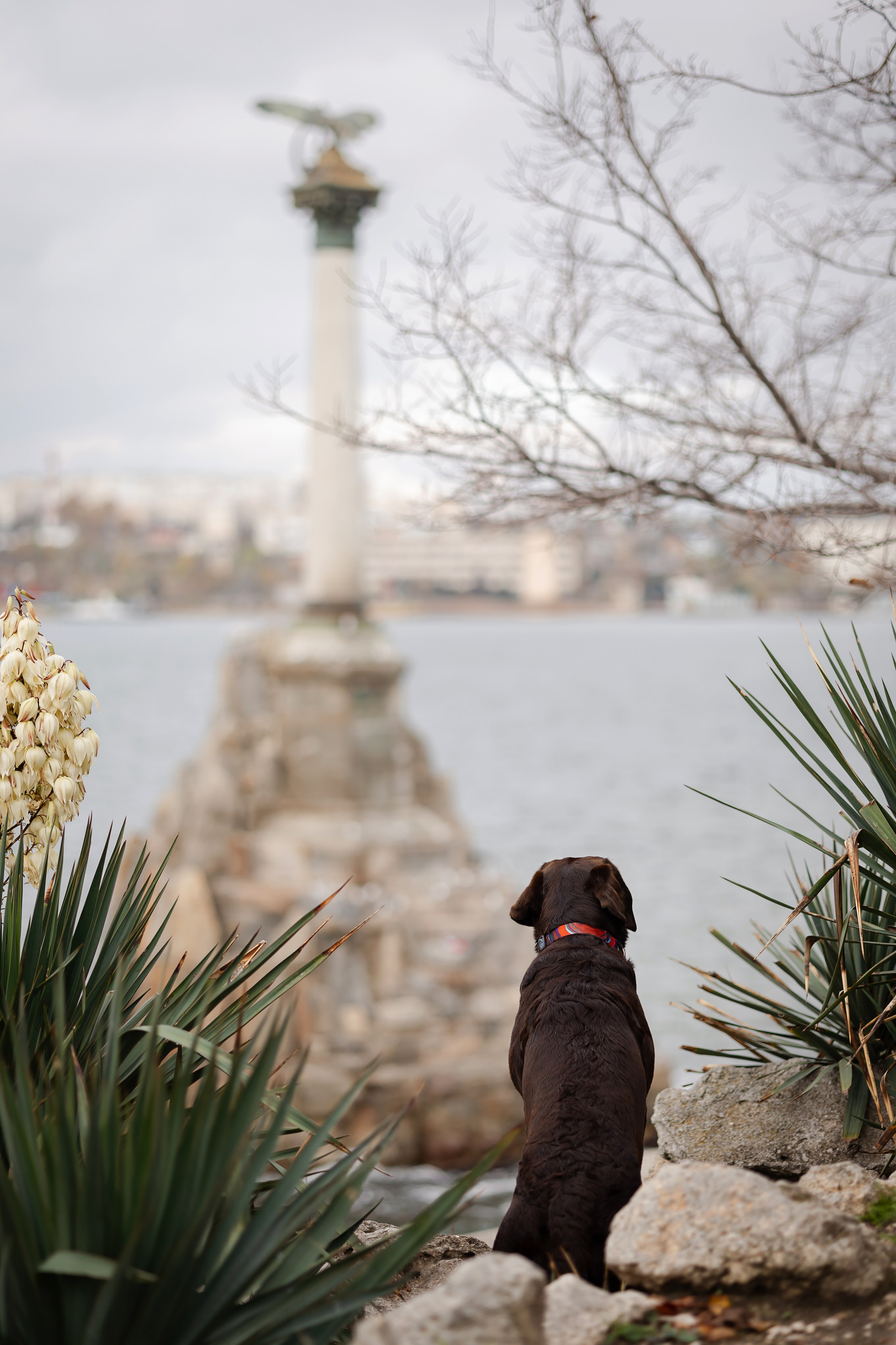 Фотосессия в центре Севастополя. Фотограф-анималист в Краснодаре Маша Мельникова