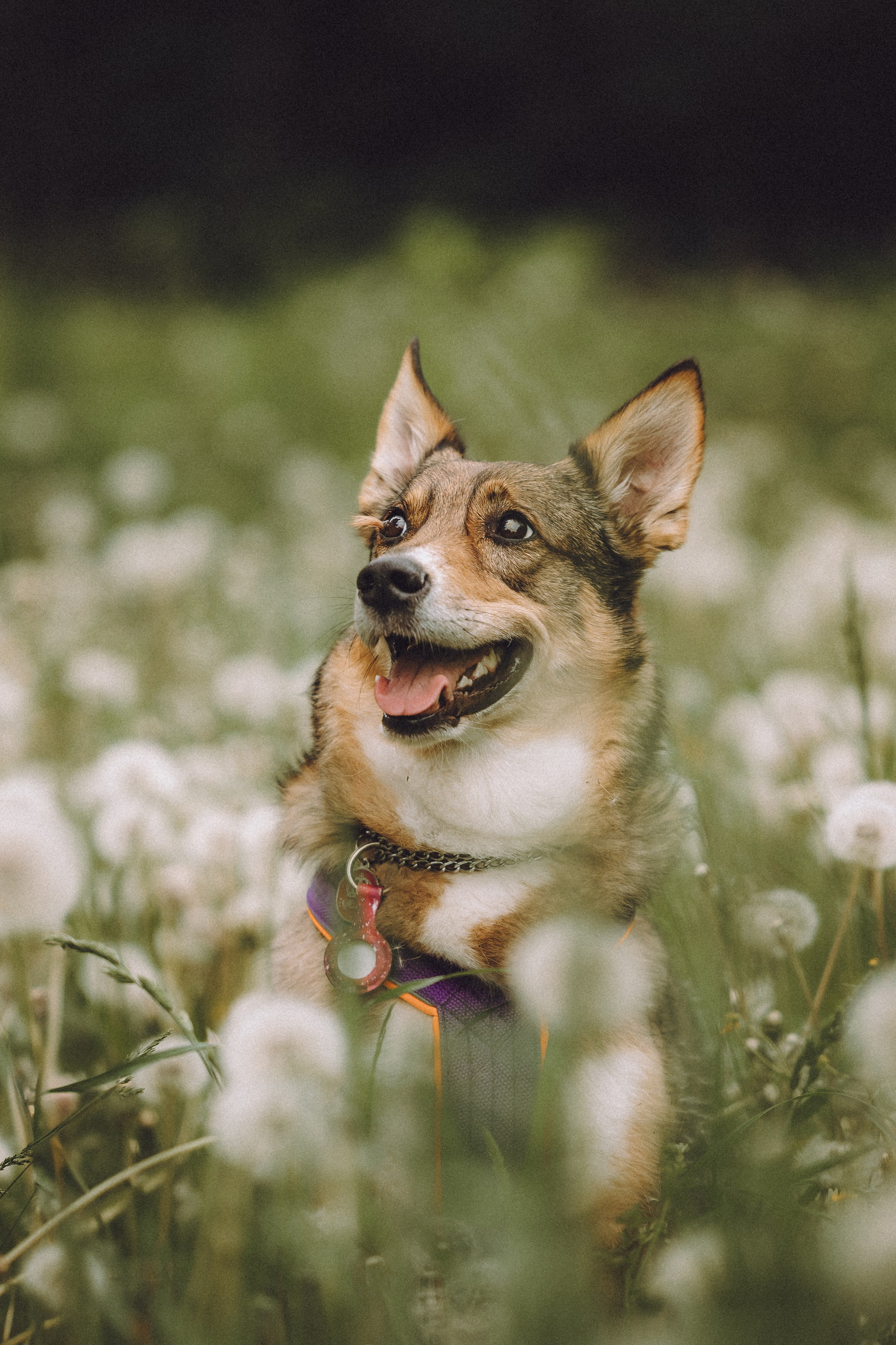 Груша, Данни, Фунтик и их семья