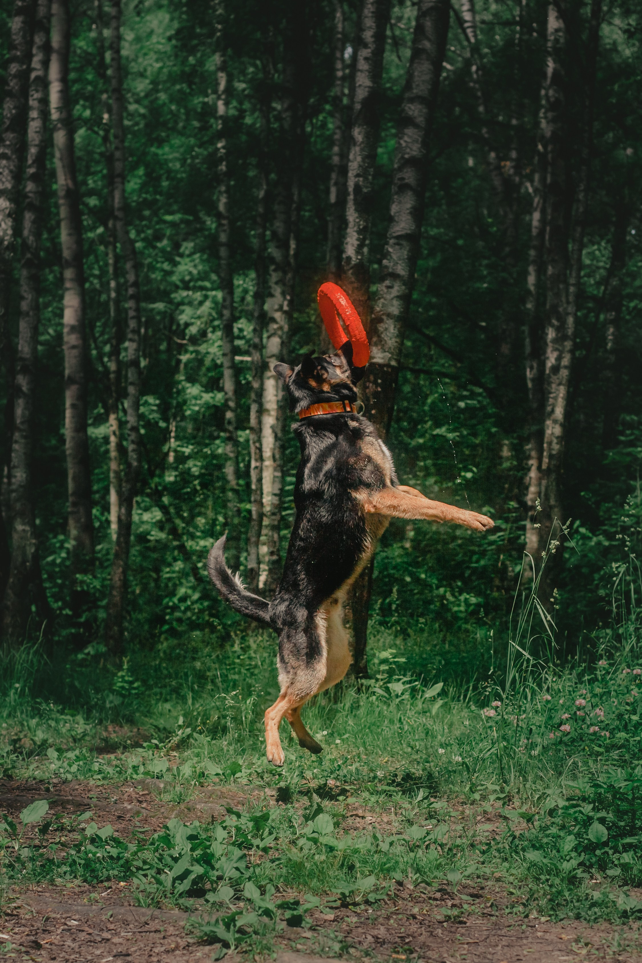 Лесная летняя фотопрогулка. Фотограф-анималист Татьяна Степанова