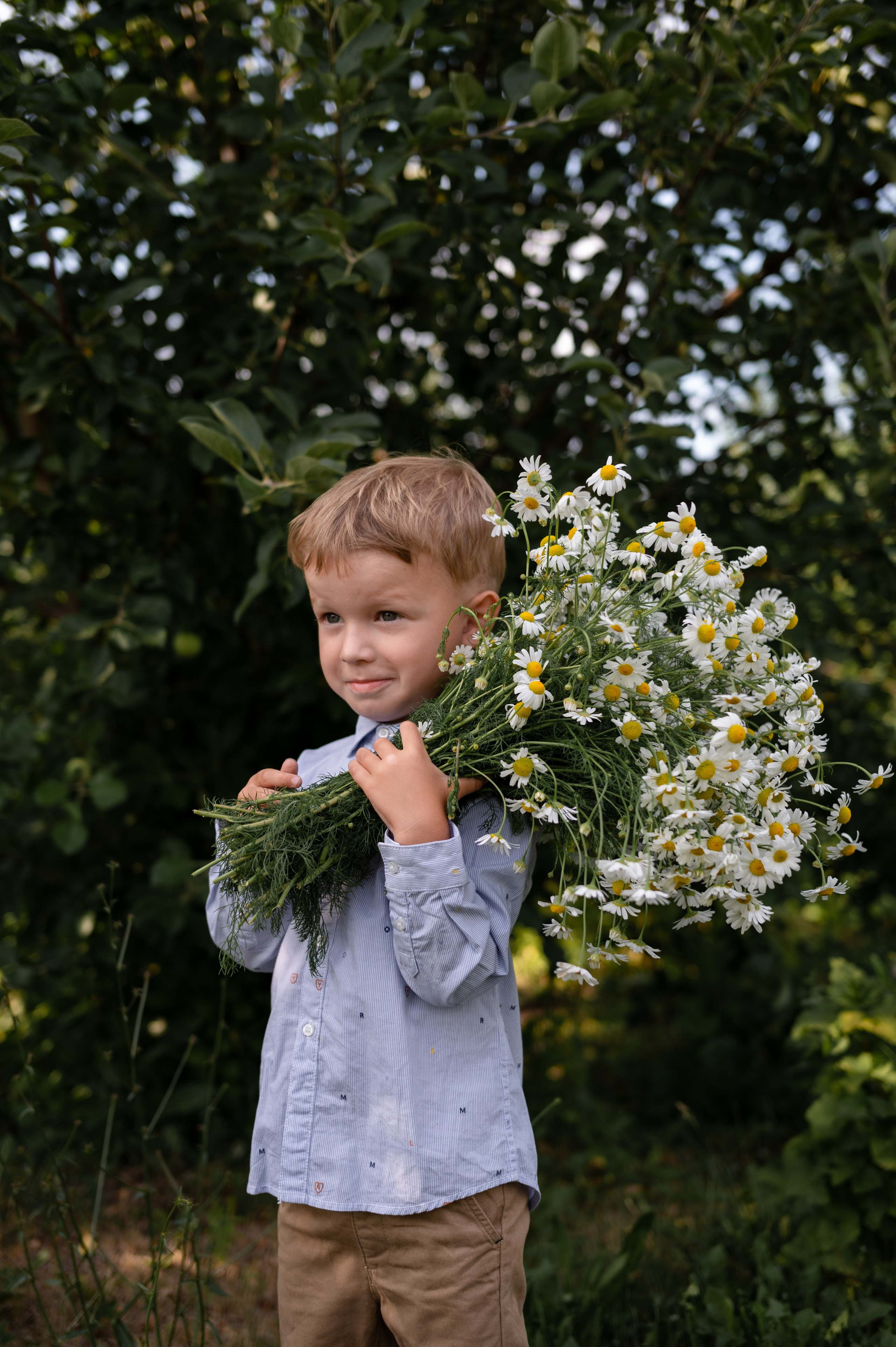 Ромашки и утята. Главная