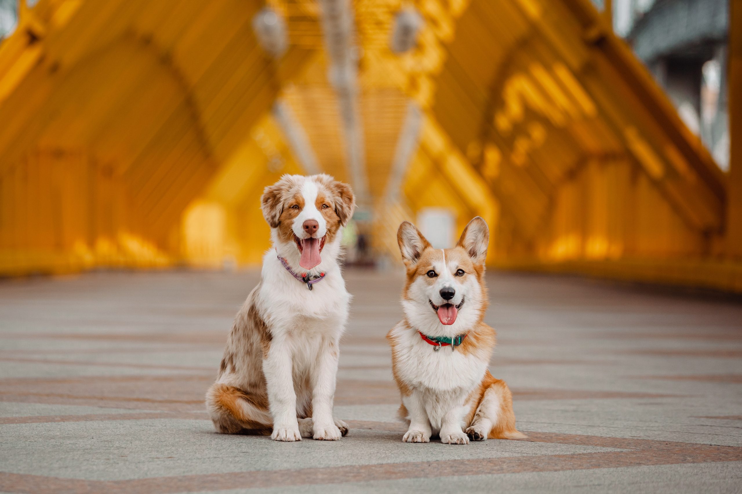 Андреевский мост. Фотограф-анималист Татьяна Степанова