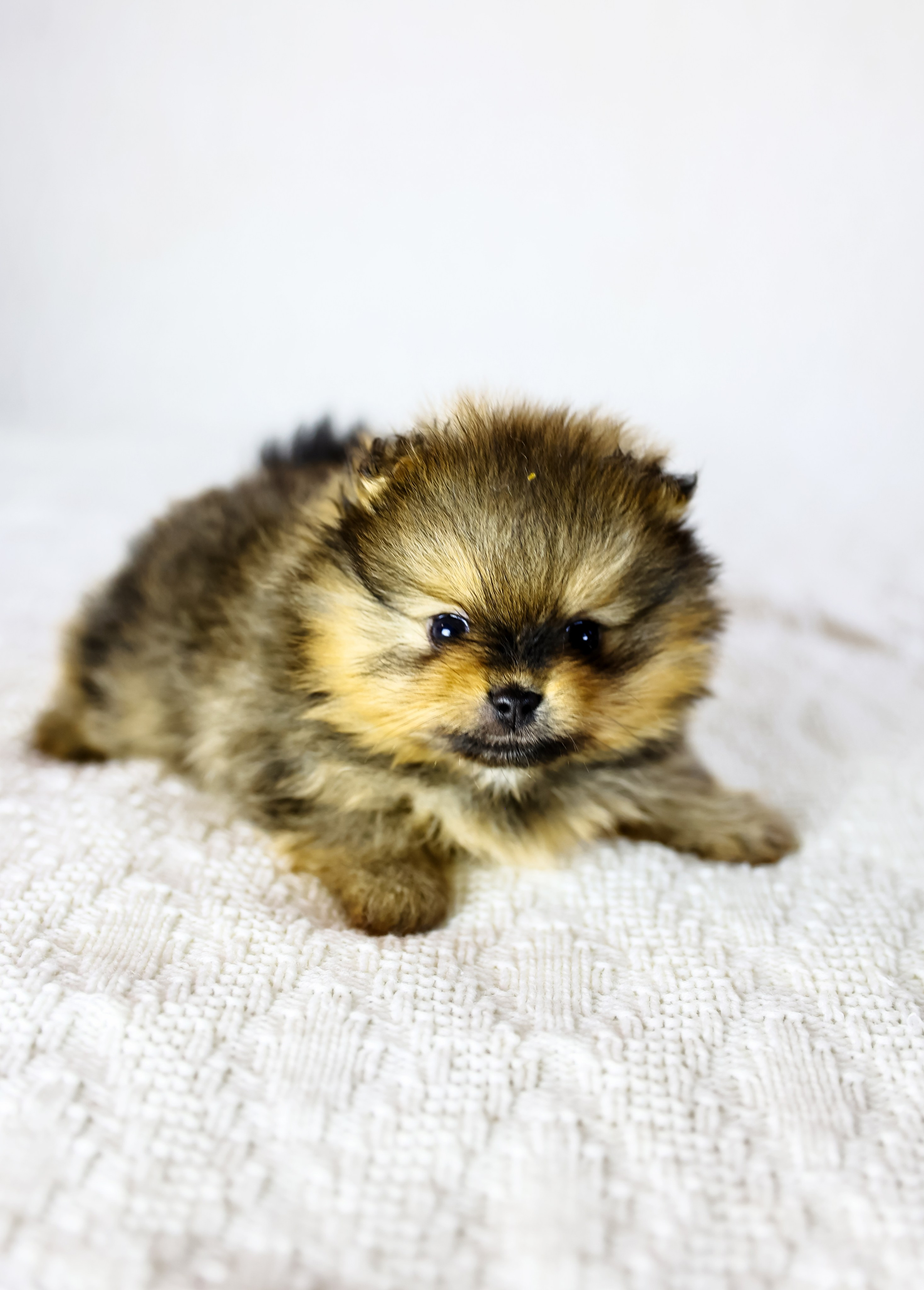 Фотосессия щенков шпицев. Фотограф — Татьяна Кириллова, г. Санкт-Петербург