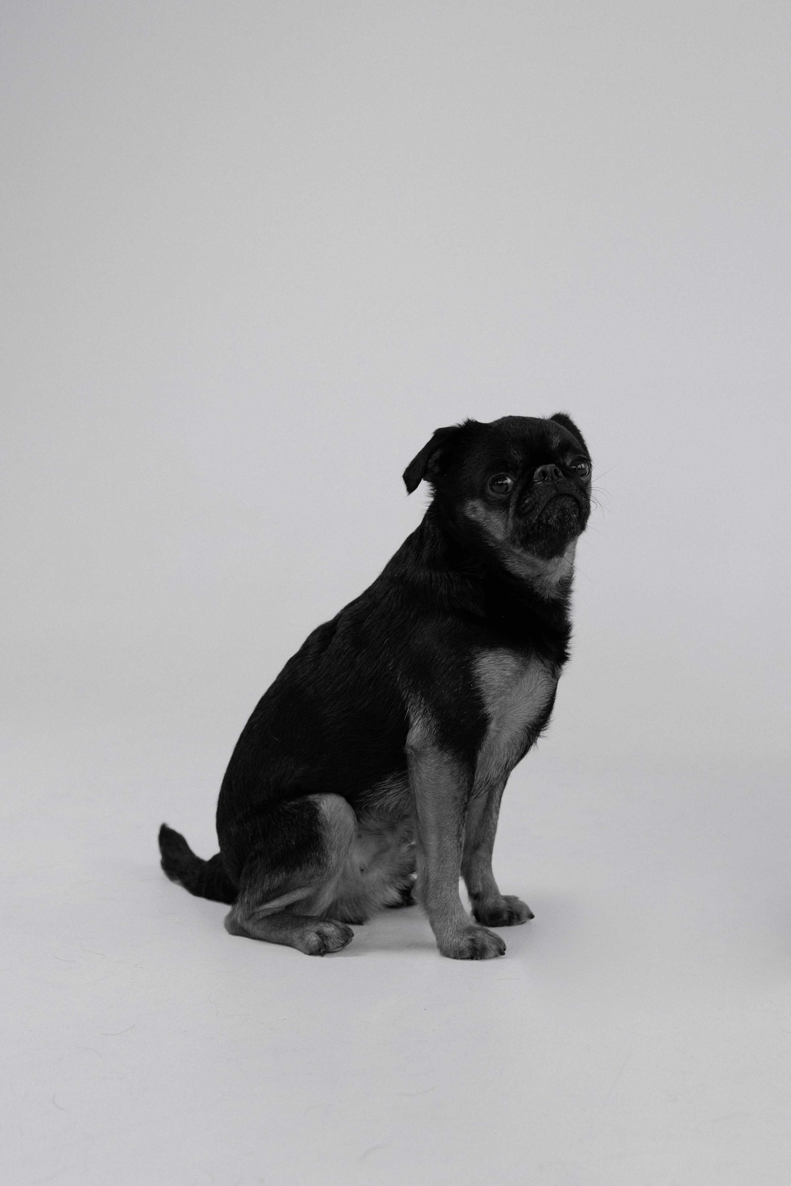 Съемки с собаками. Портретный фотограф в Москве Тимур Мансуров