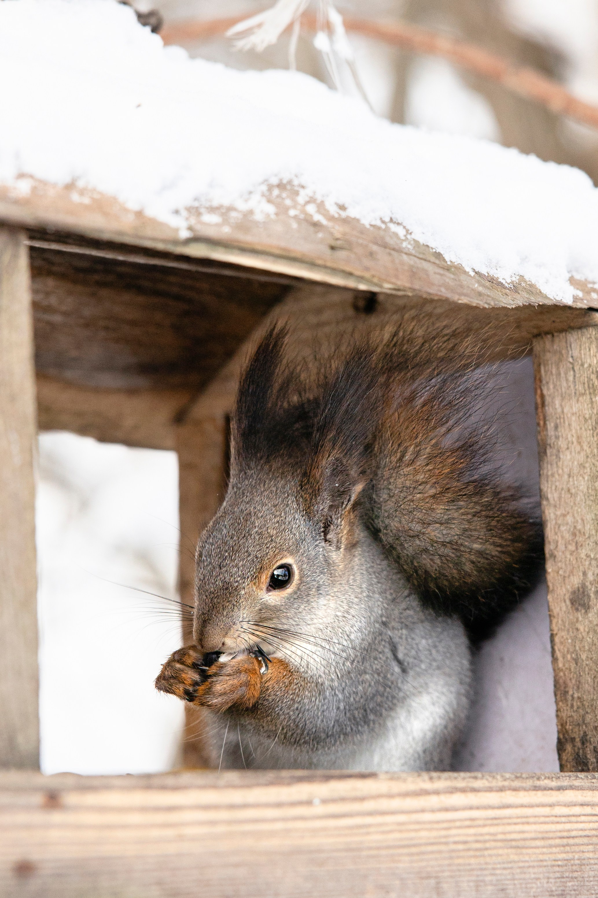 Бэлла и Панда. Анастасия Белаш