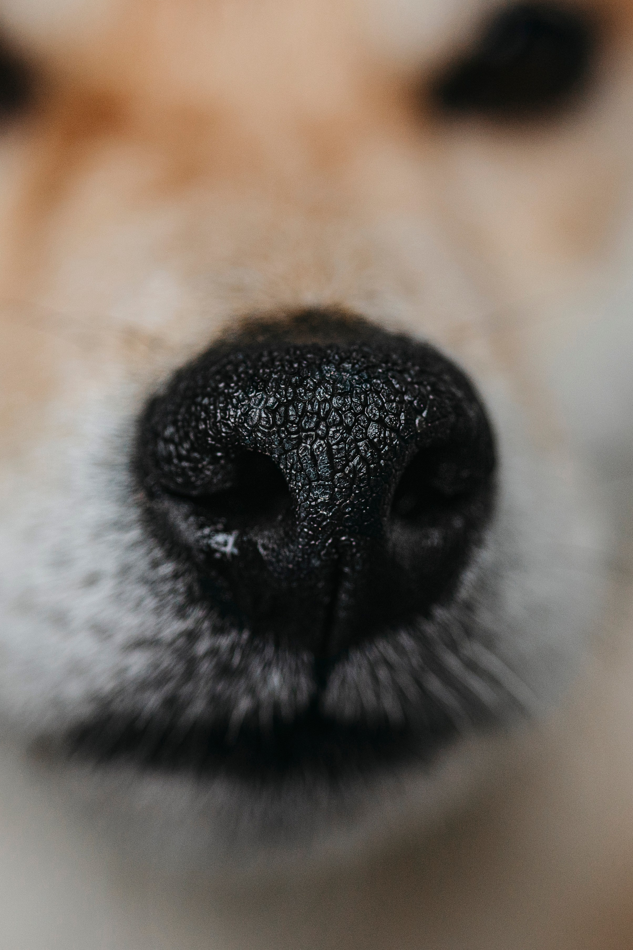 Съемка в студии с собакой. Анастасия Белаш