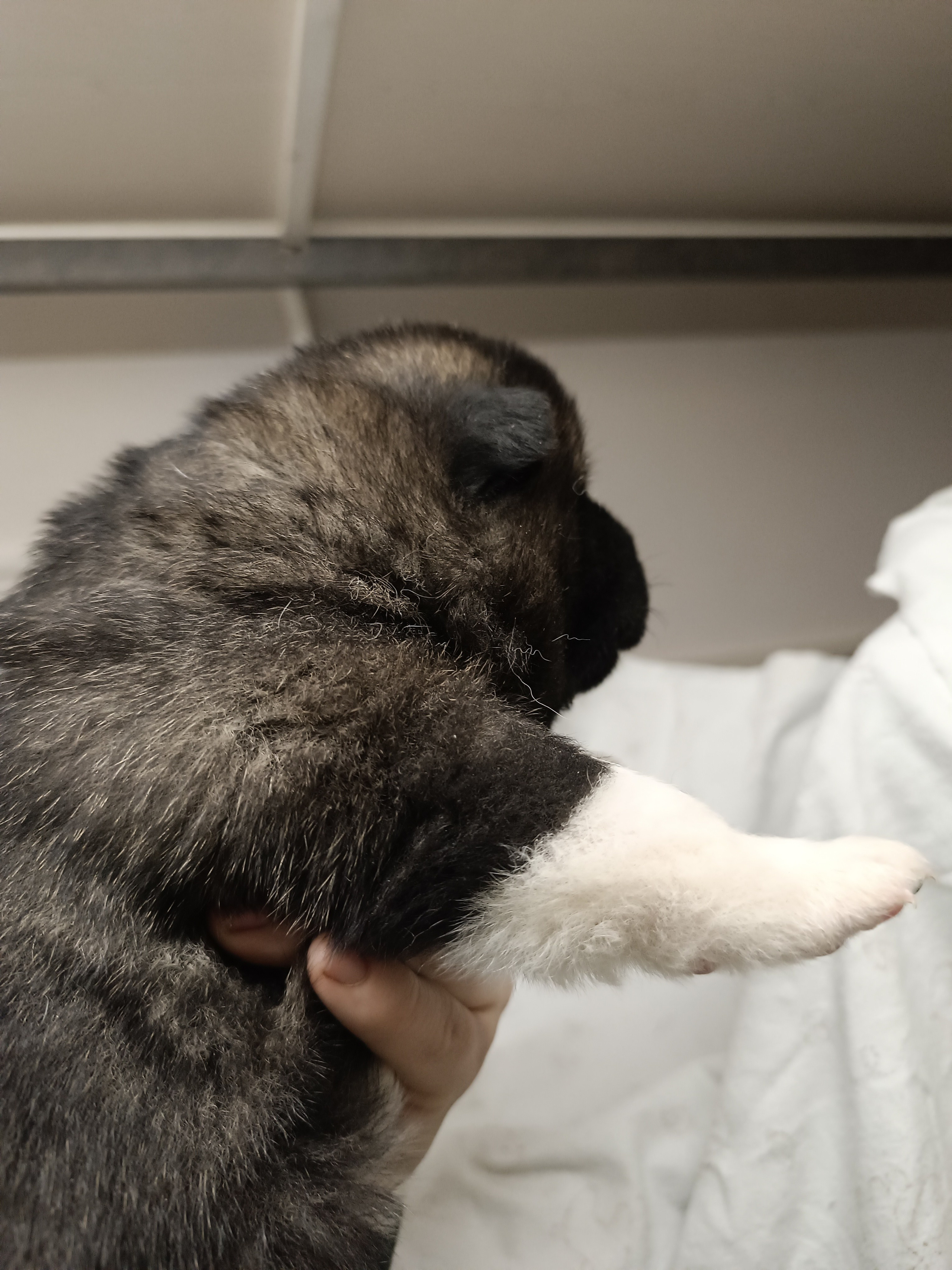 Американская акита  щенки питомник Санкт-Петербург клубные щенки Американская акита питомник RUBYLIGHT Рубилайт купить щенка американской акиты