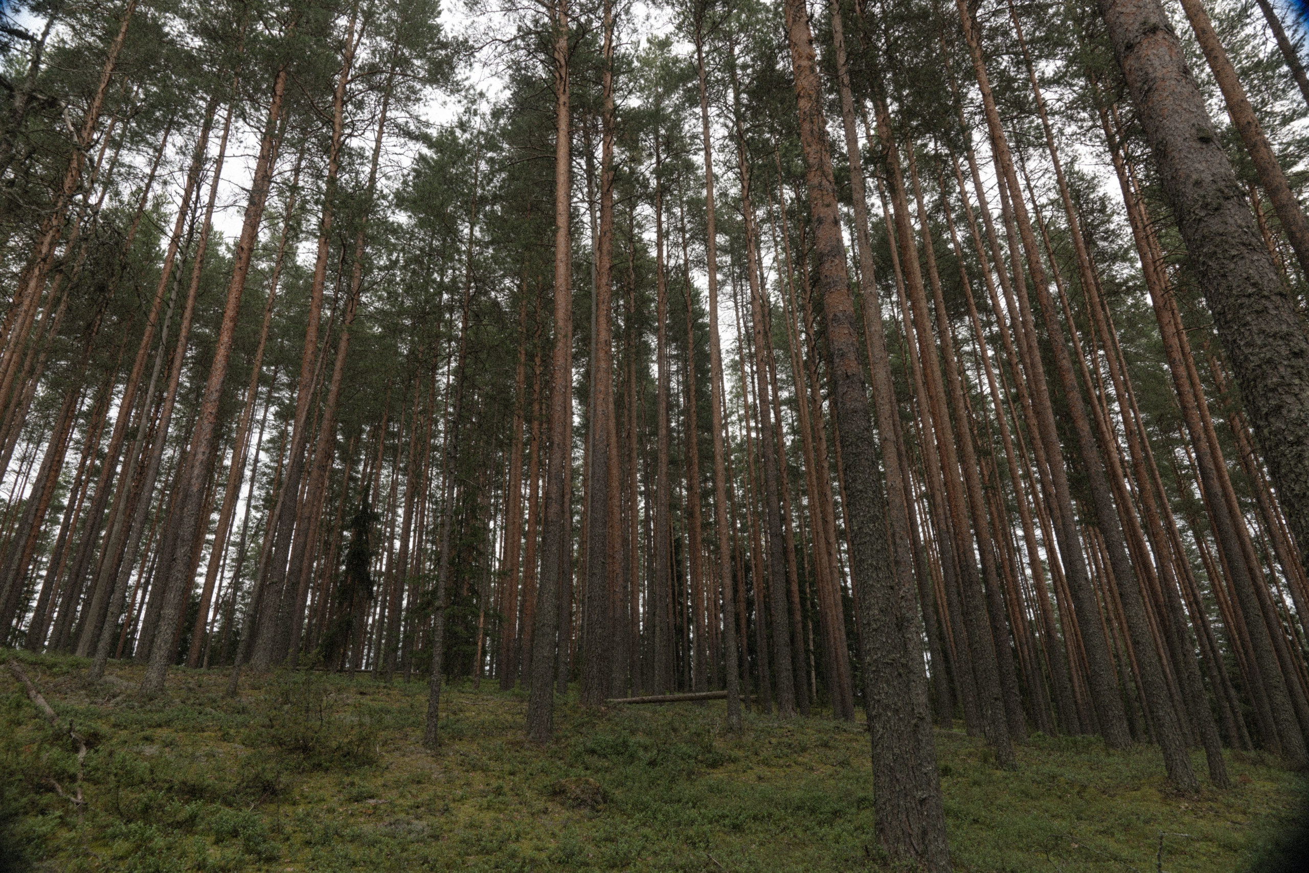 Land Rover Trip-9. Жуков Илья  свадебный фотограф в Москве