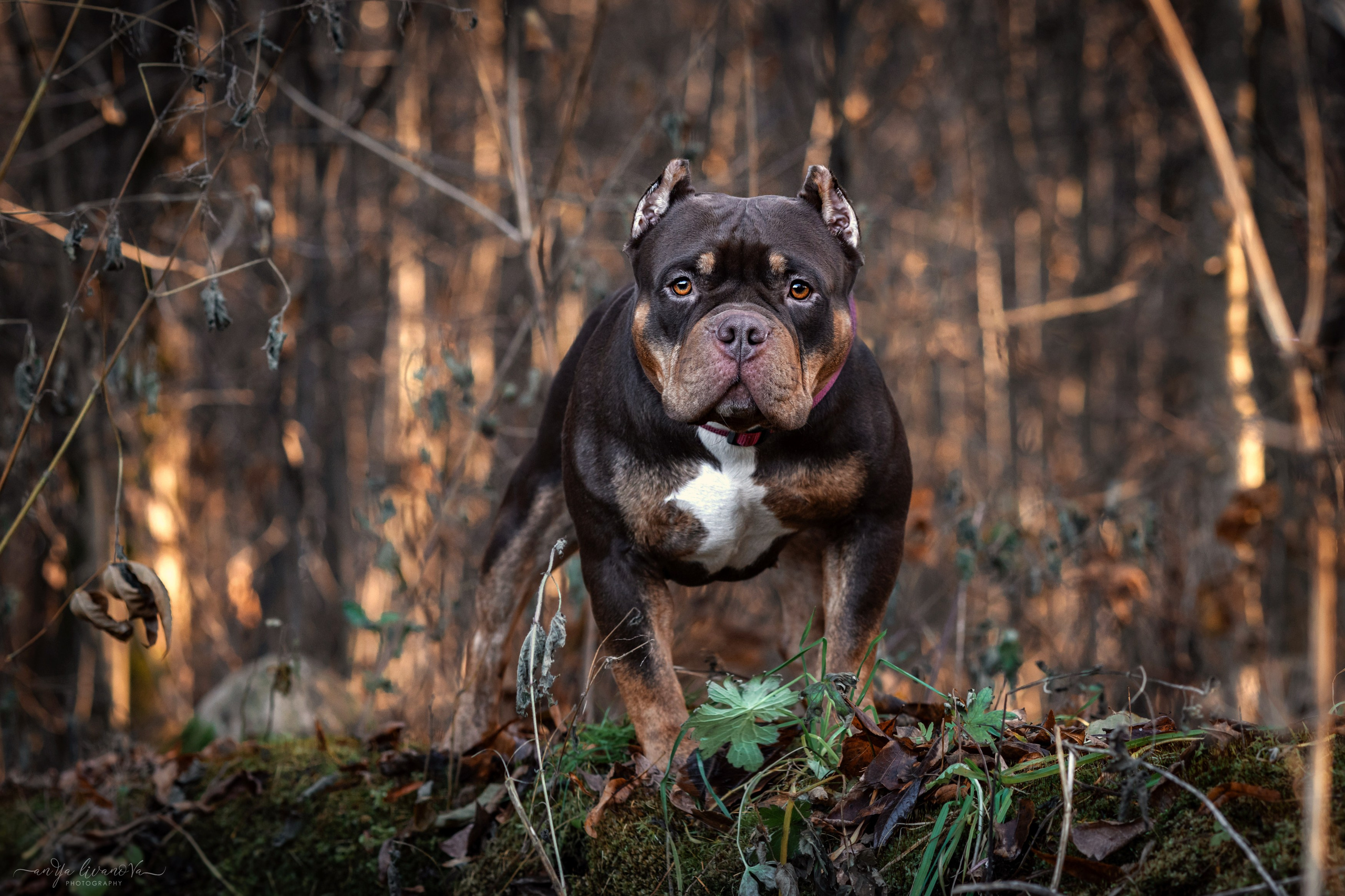 Луна. Фотограф анималист Аня Ливанова | Рыбинск