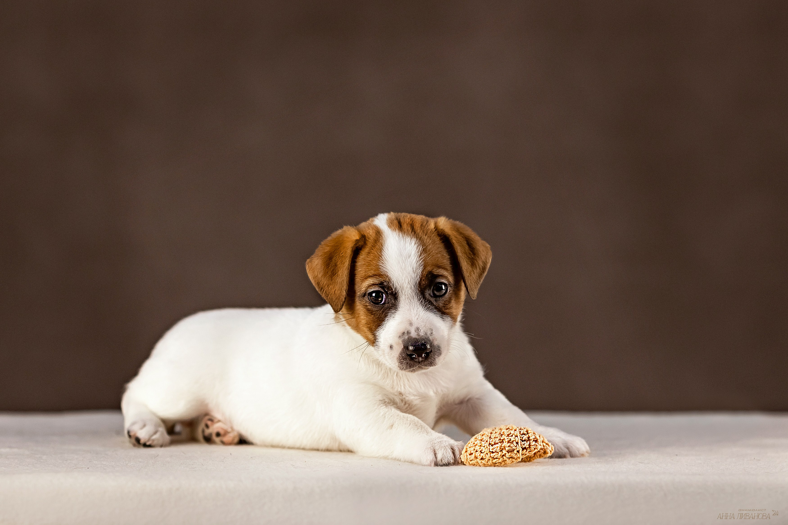 Джек расселы. Фотограф анималист Аня Ливанова | Рыбинск