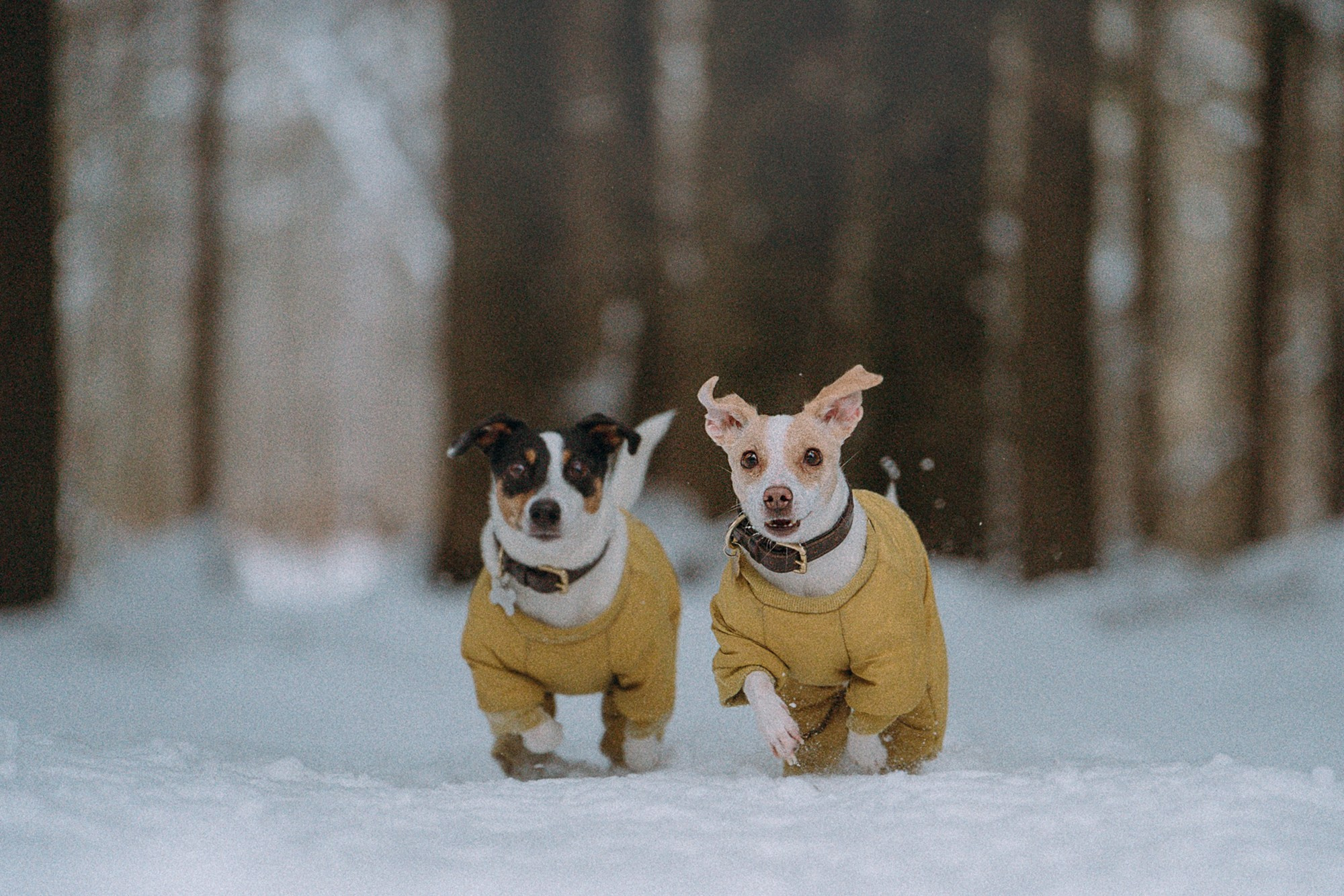 Алина, Ваниль и Элис. Фотограф анималист в Москве и Санкт-Петербурге Свиридова Анна